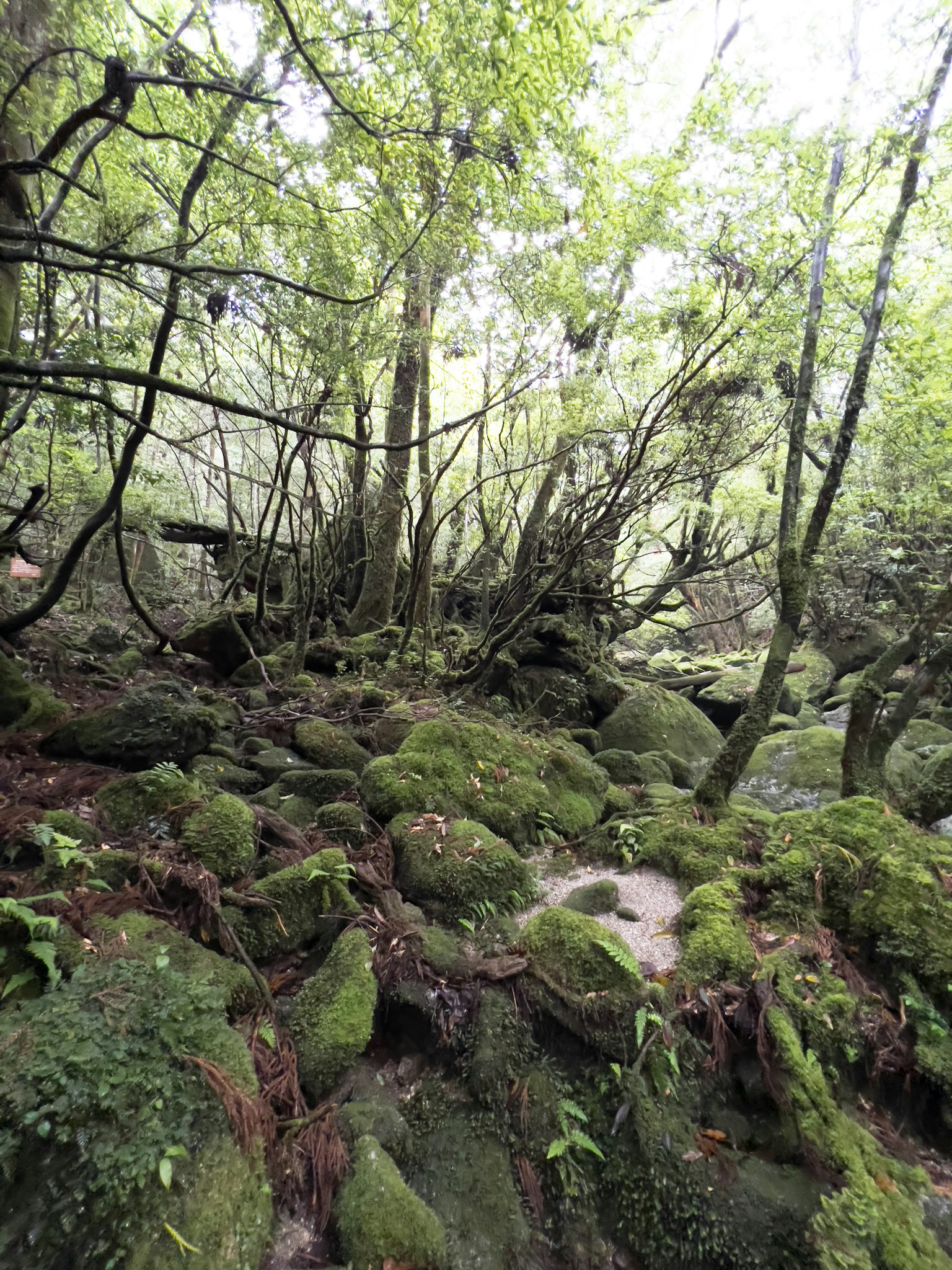 Scena forestale rigogliosa con rocce coperte di muschio e alberi