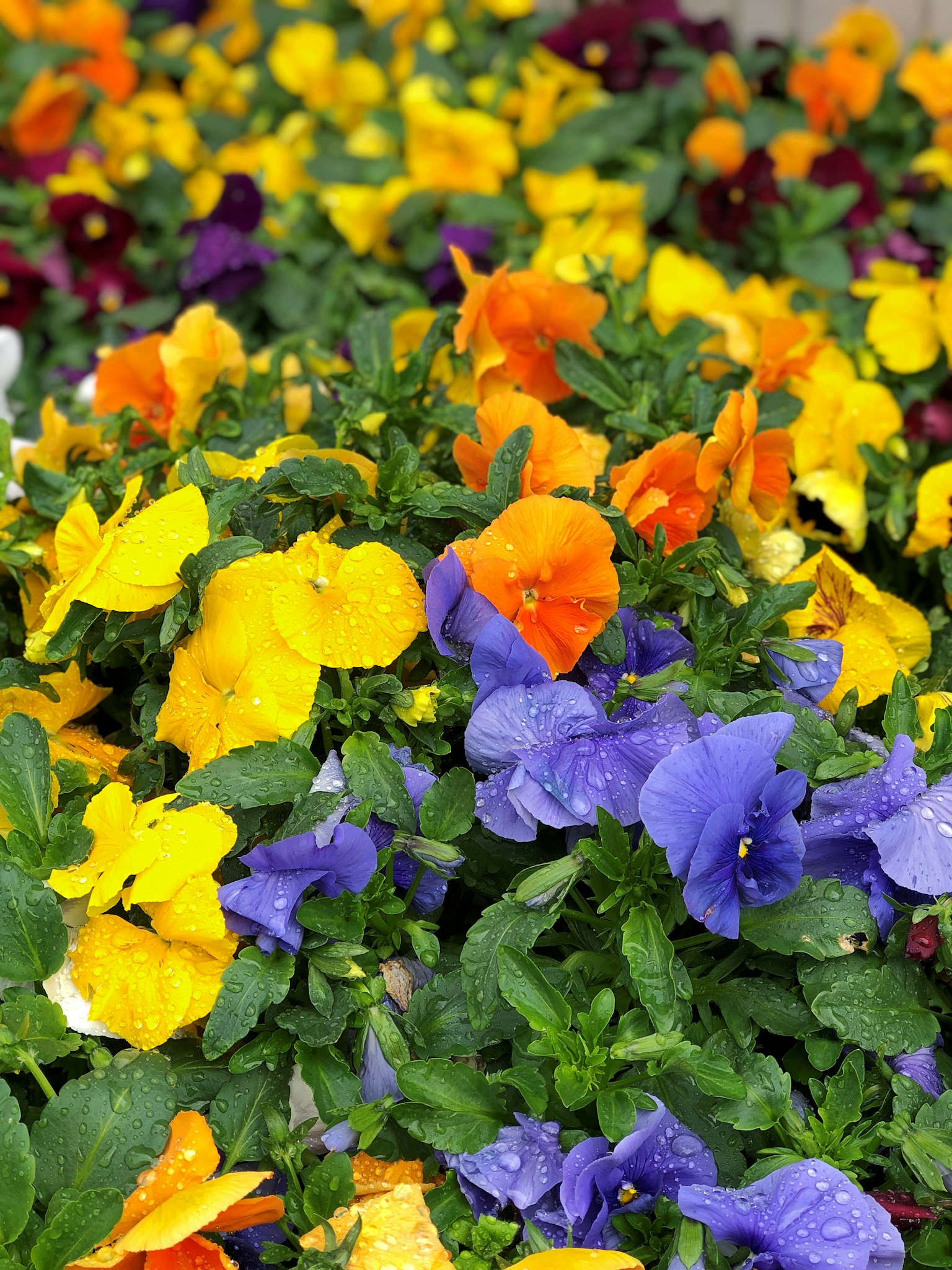Hoa pansy nhiều màu nở trong bồn hoa