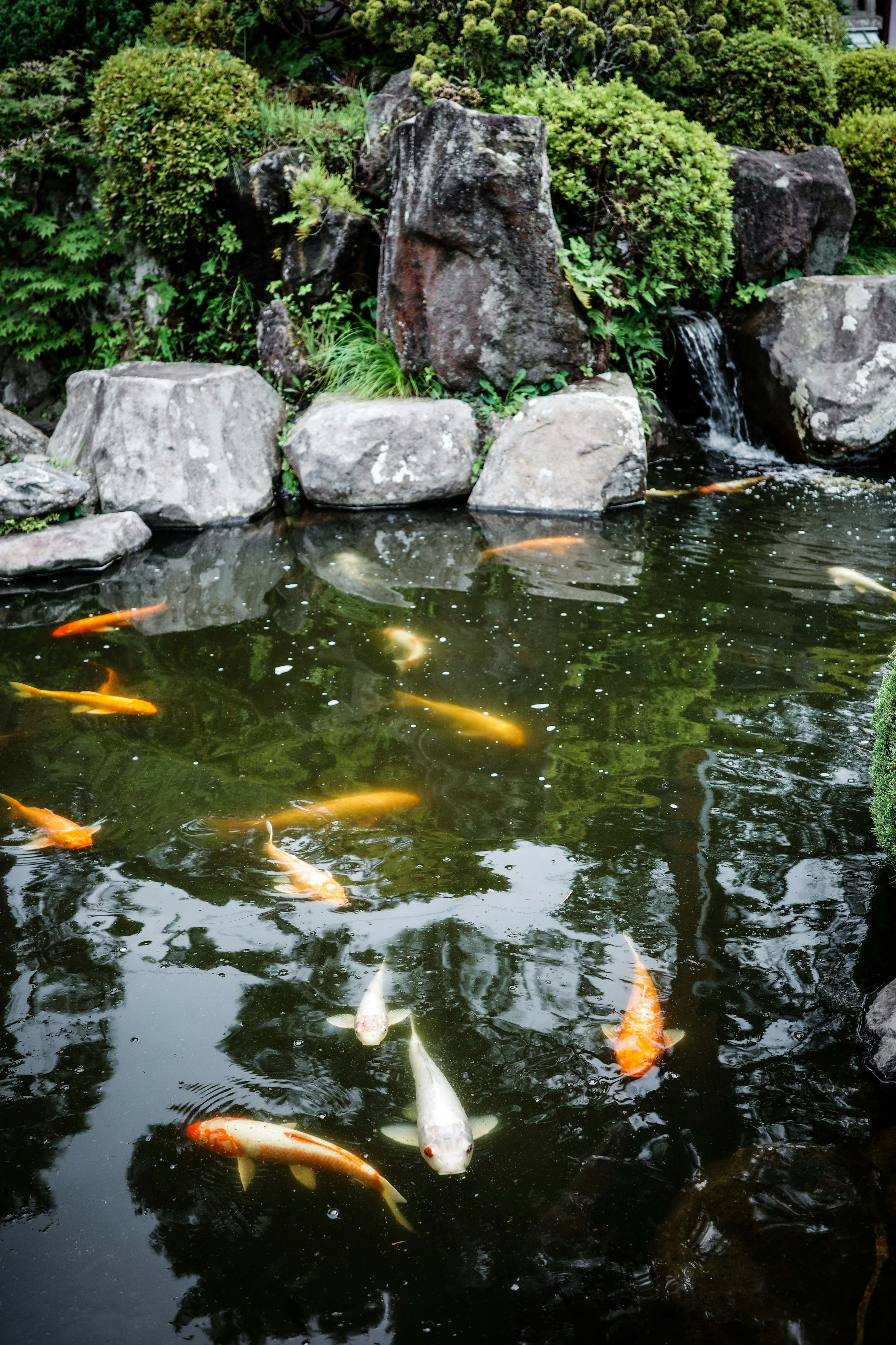 石組みの小さな池に泳ぐ錦鯉と滝のある庭
