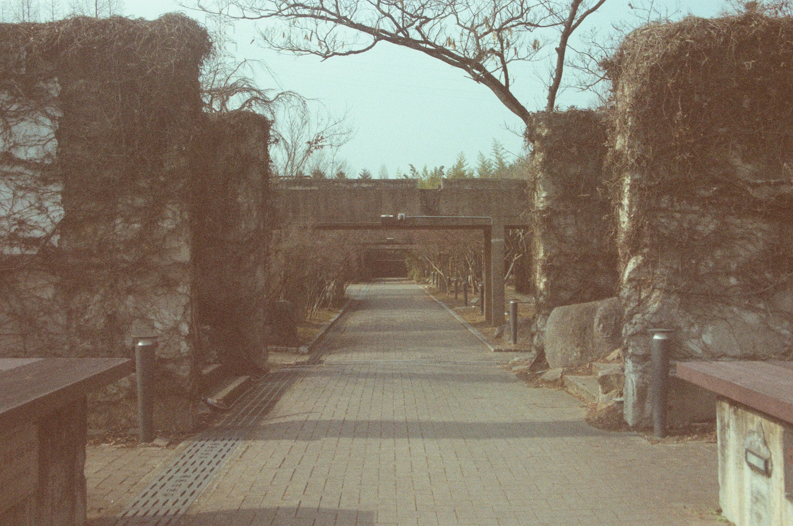 並木の続く石畳の遊歩道