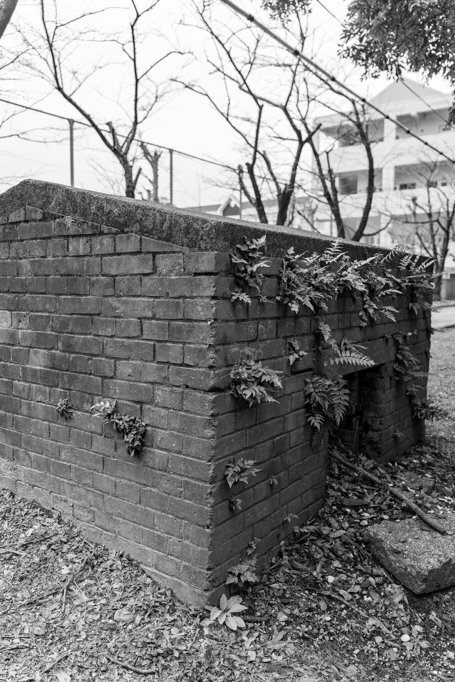 Antigua pared de ladrillos cubierta de plantas y árboles circundantes