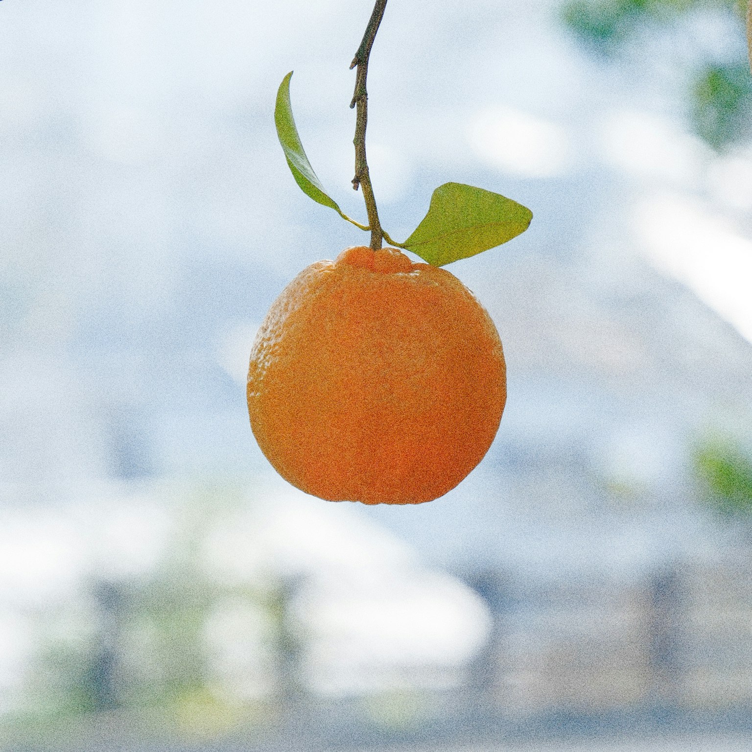 Un frutto arancione appeso a un ramo con foglie verdi