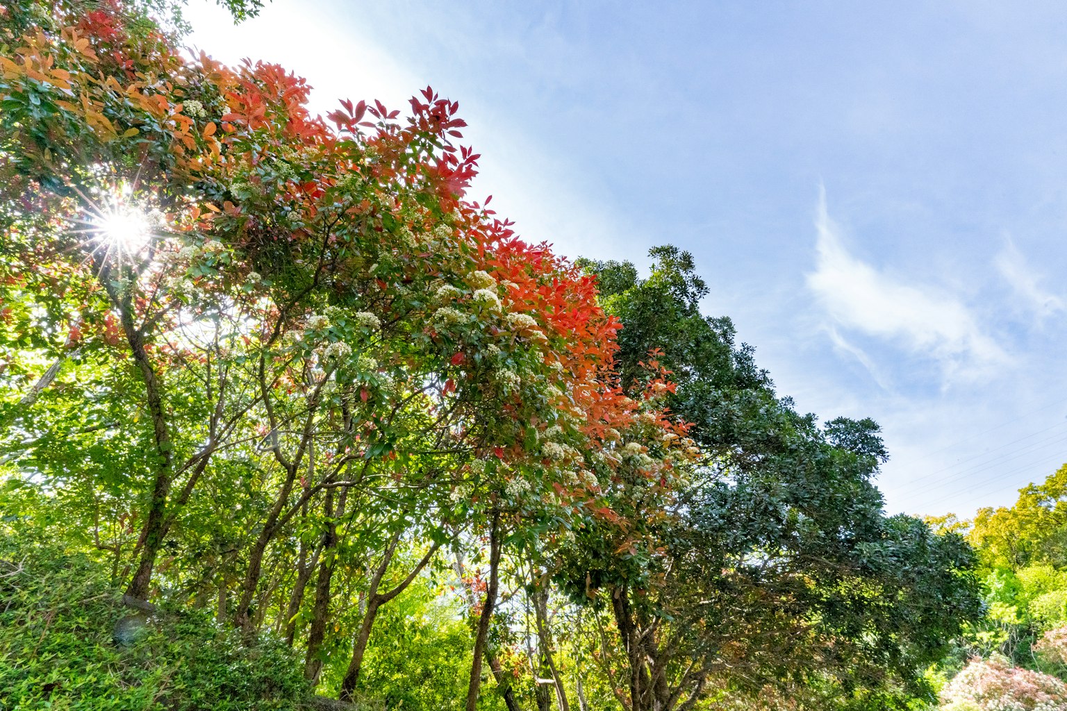 Alberi rigogliosi con foglie colorate sotto un cielo azzurro