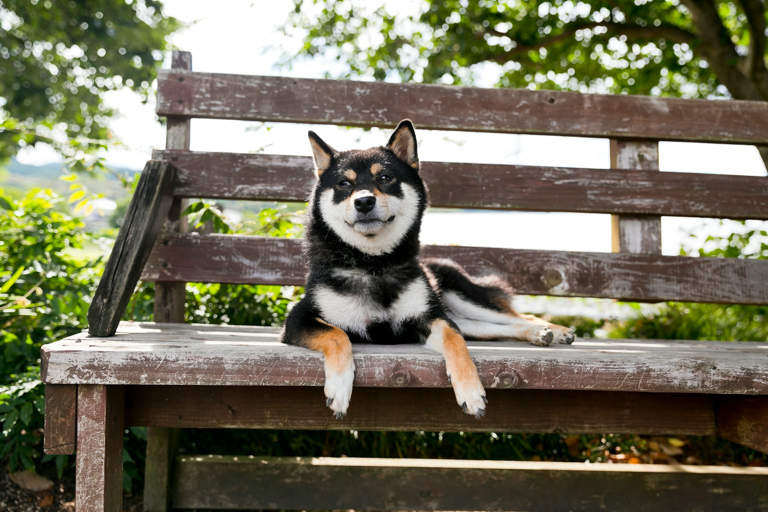 一隻放鬆的黑色柴犬躺在公園長椅上