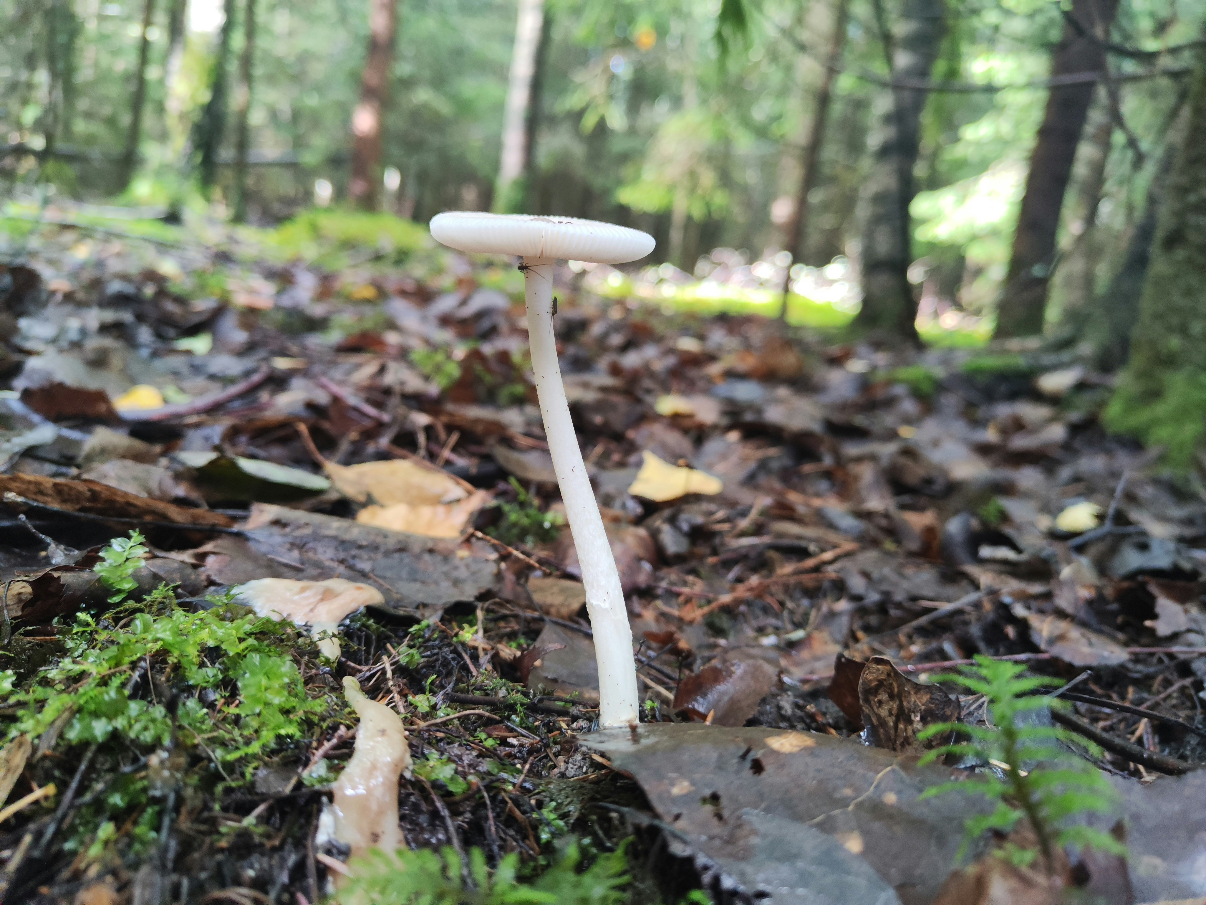 森の落ち葉の上に立つ白いきのこ