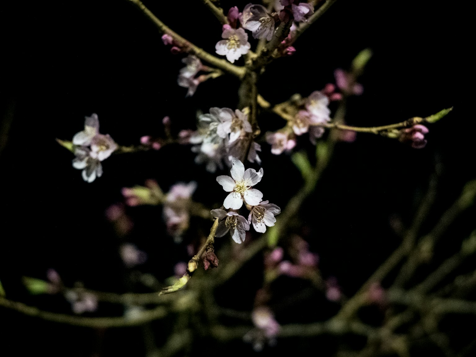 Bunga sakura dan kuncup yang mekar di latar belakang gelap
