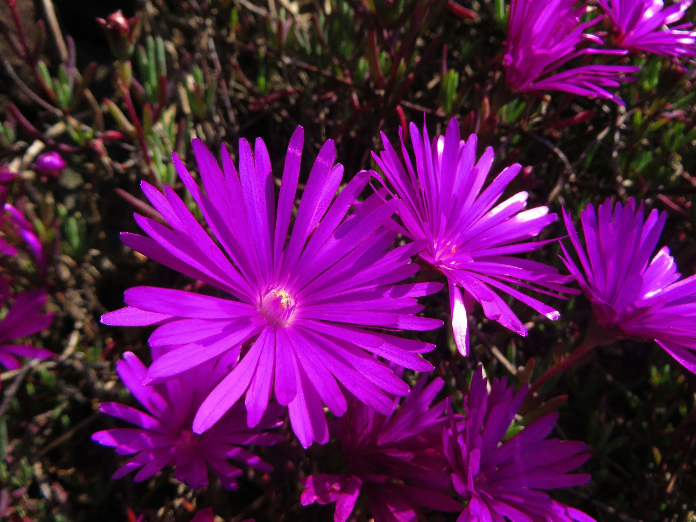 紫の花が群生する花壇のアップ