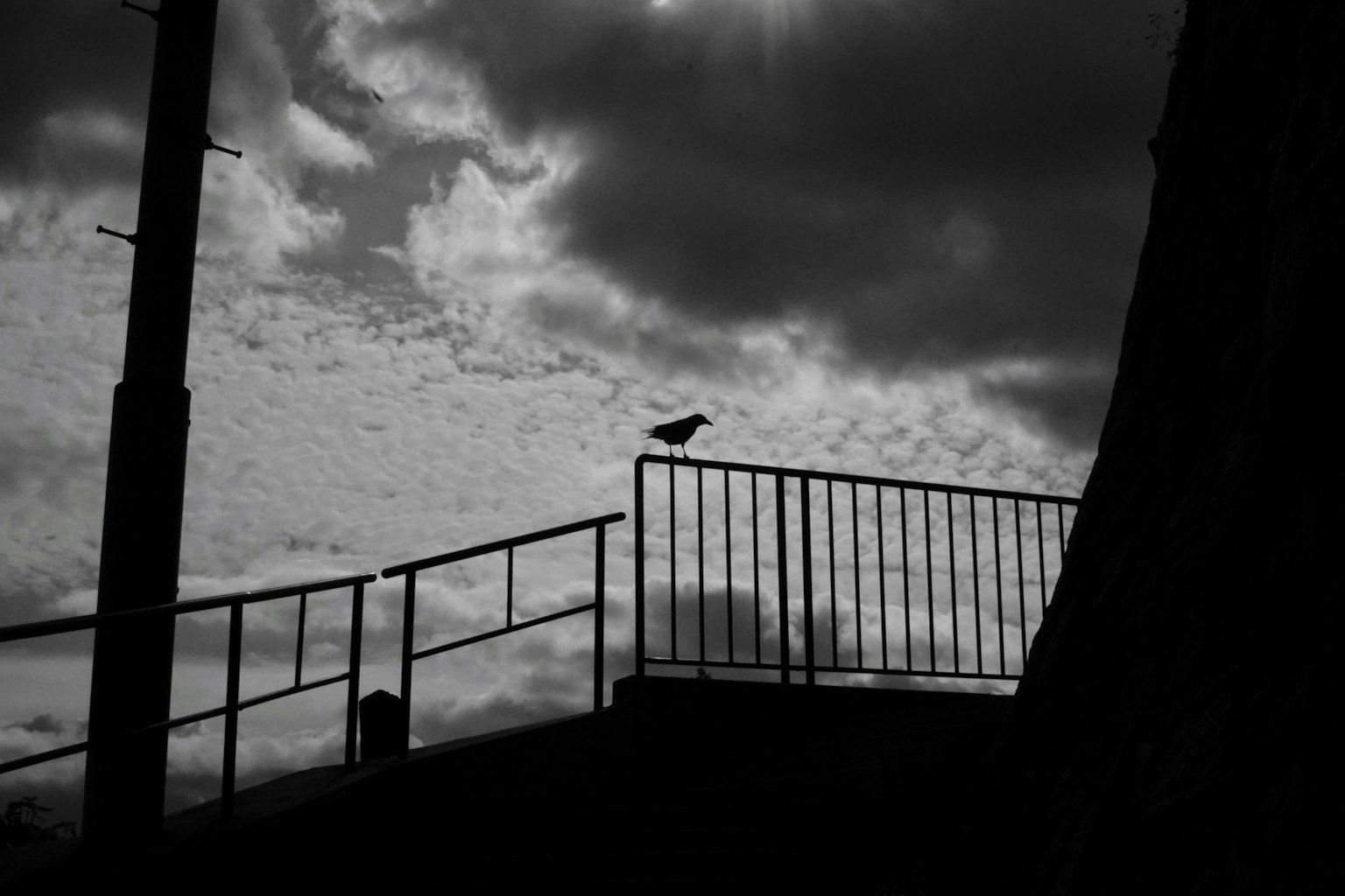 黒と白のコントラストの中で、フェンスの上に立つ鳥と雲のある空
