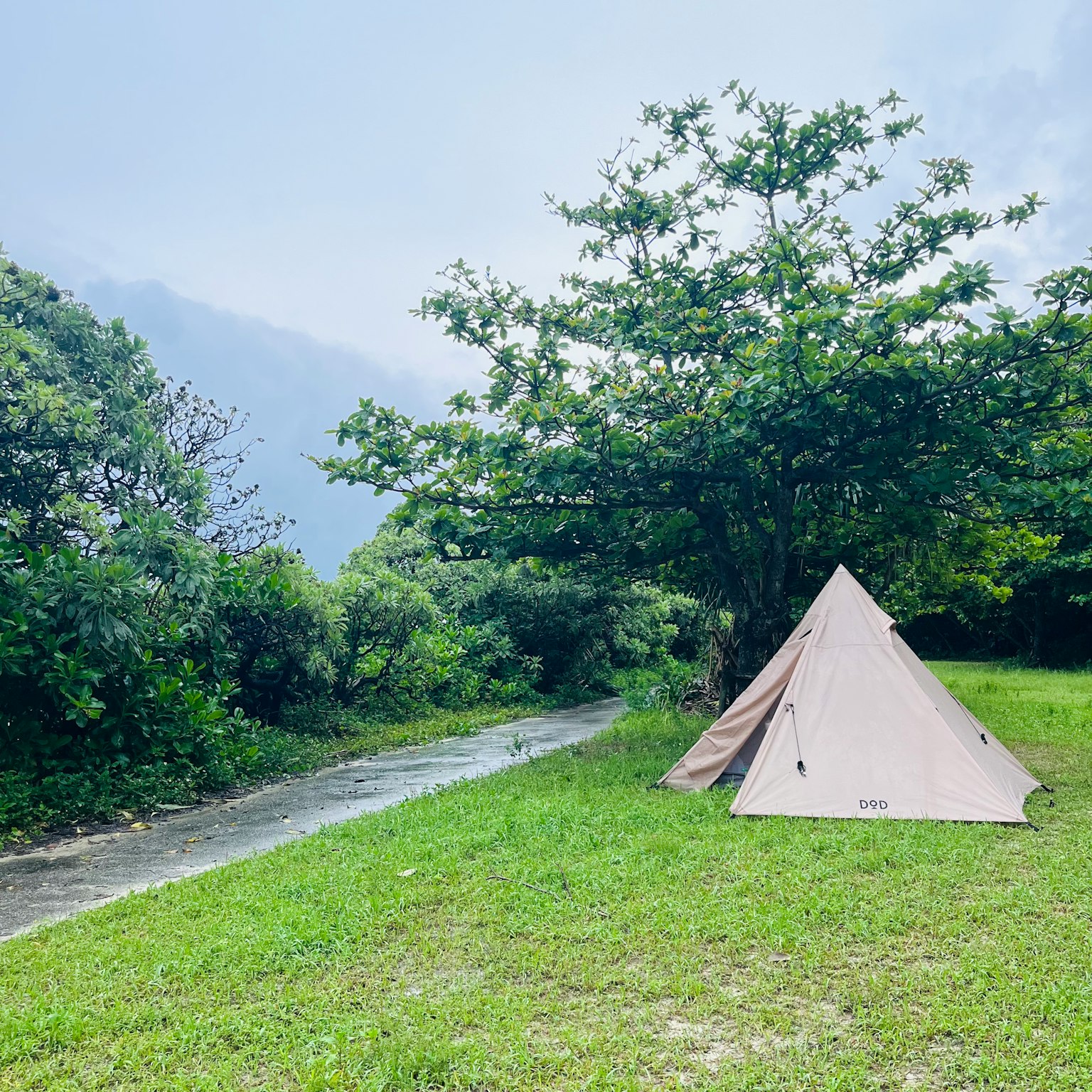 在綠色草地上搭建的帳篷和周圍的樹木