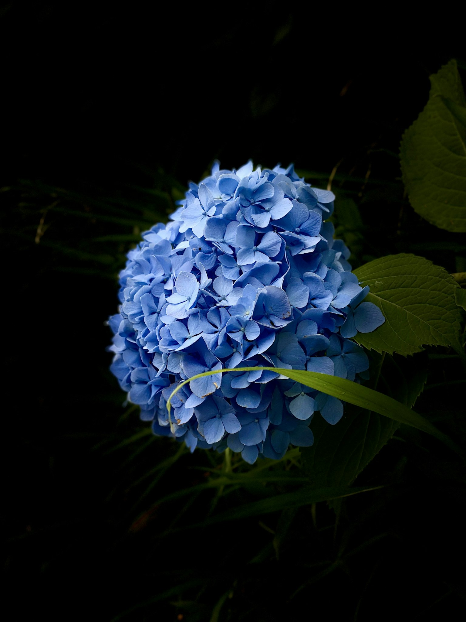 Blaue Hortensie blüht vor dunklem Hintergrund