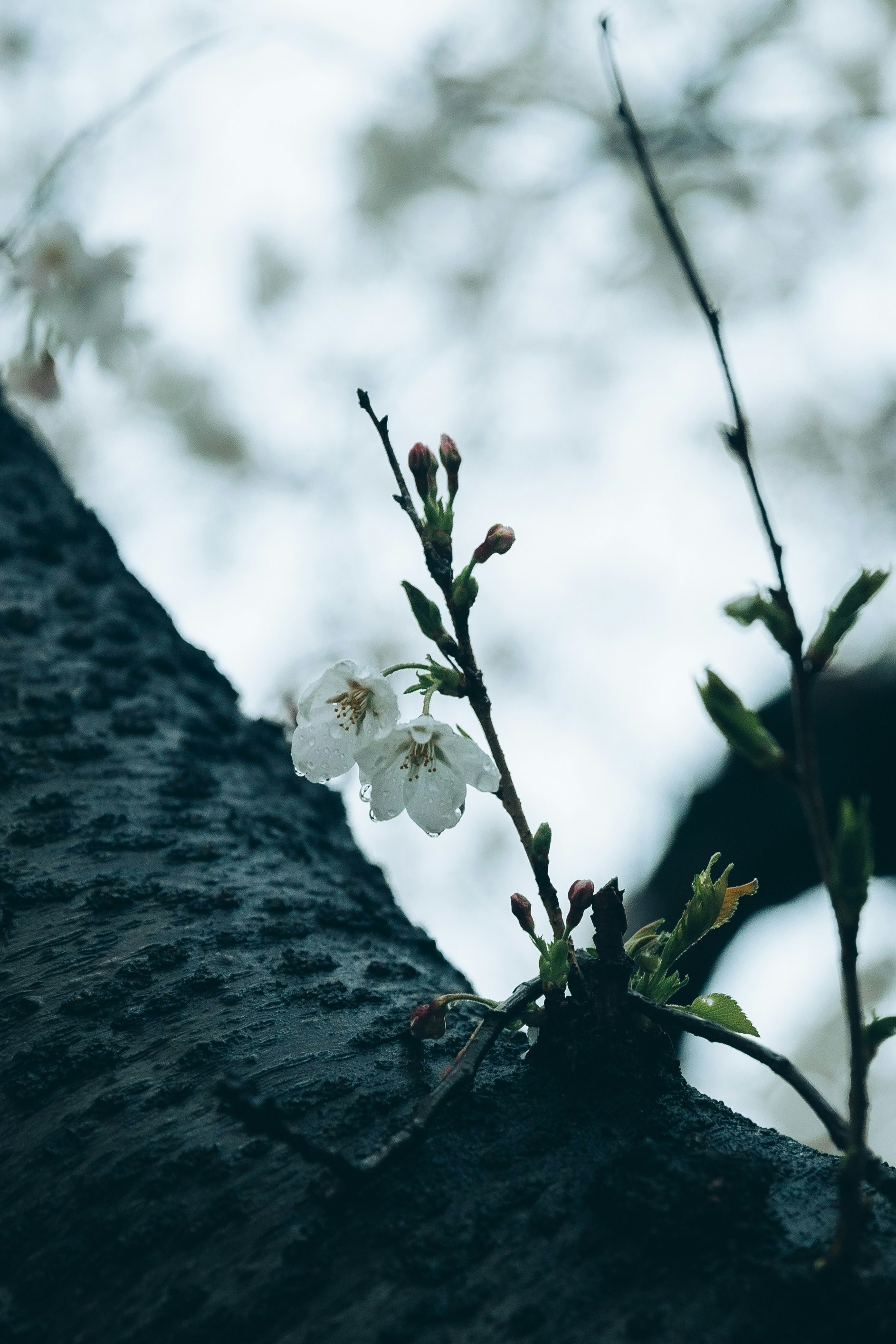 石壁に咲く小さな花と新芽