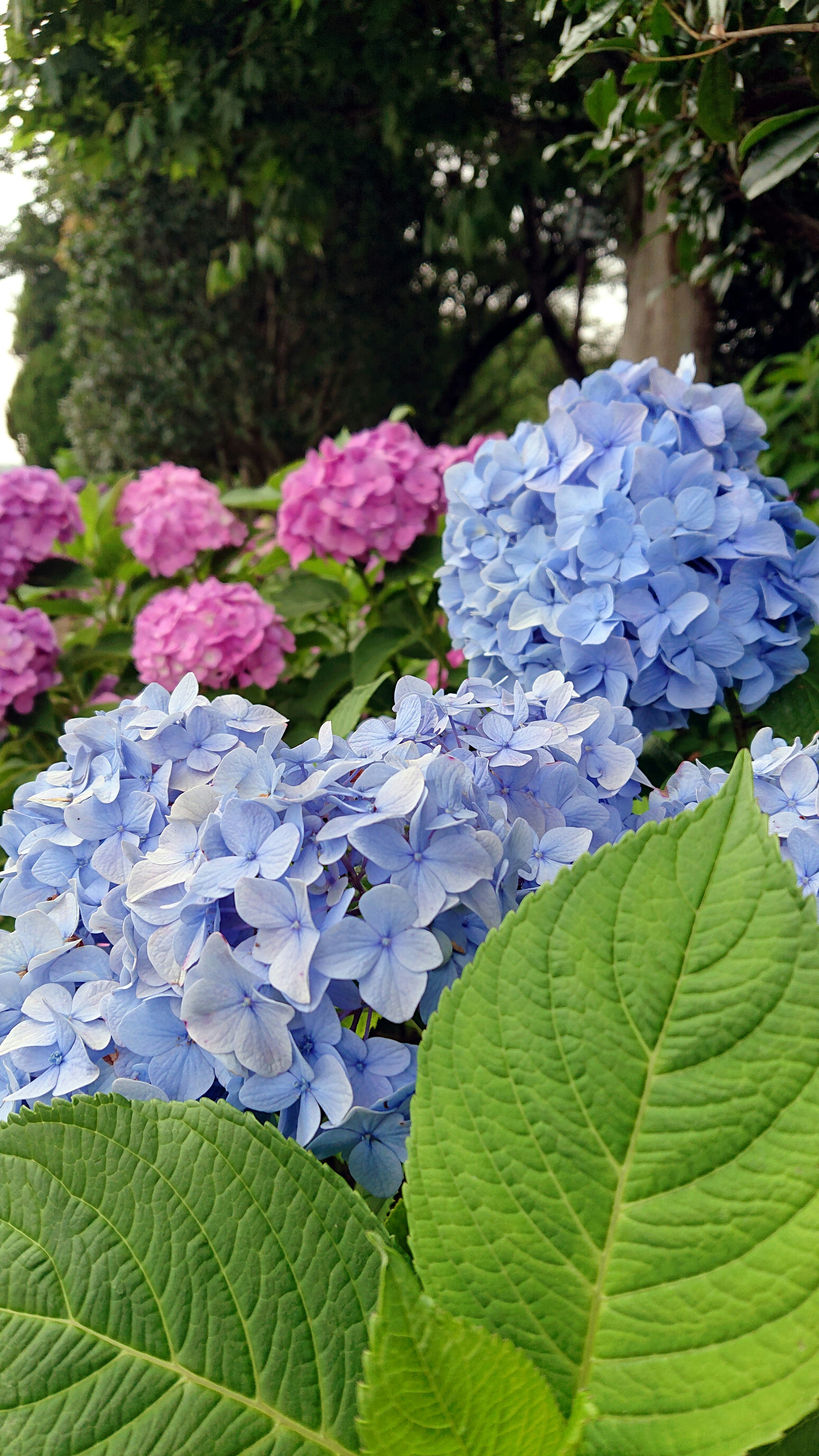 青とピンクのアジサイの花と大きな葉