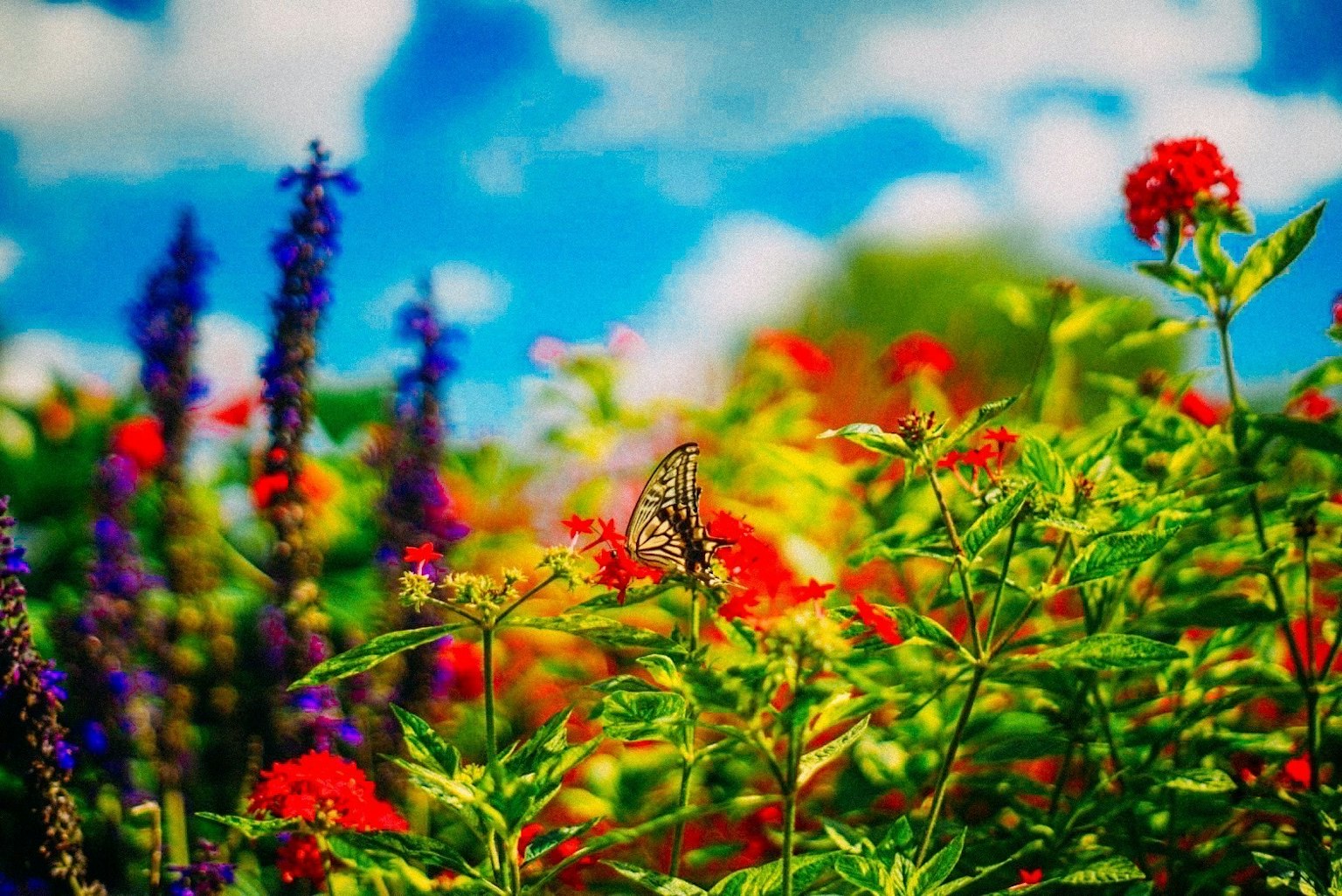 Vibrant flowers and a butterfly in a sunny garden