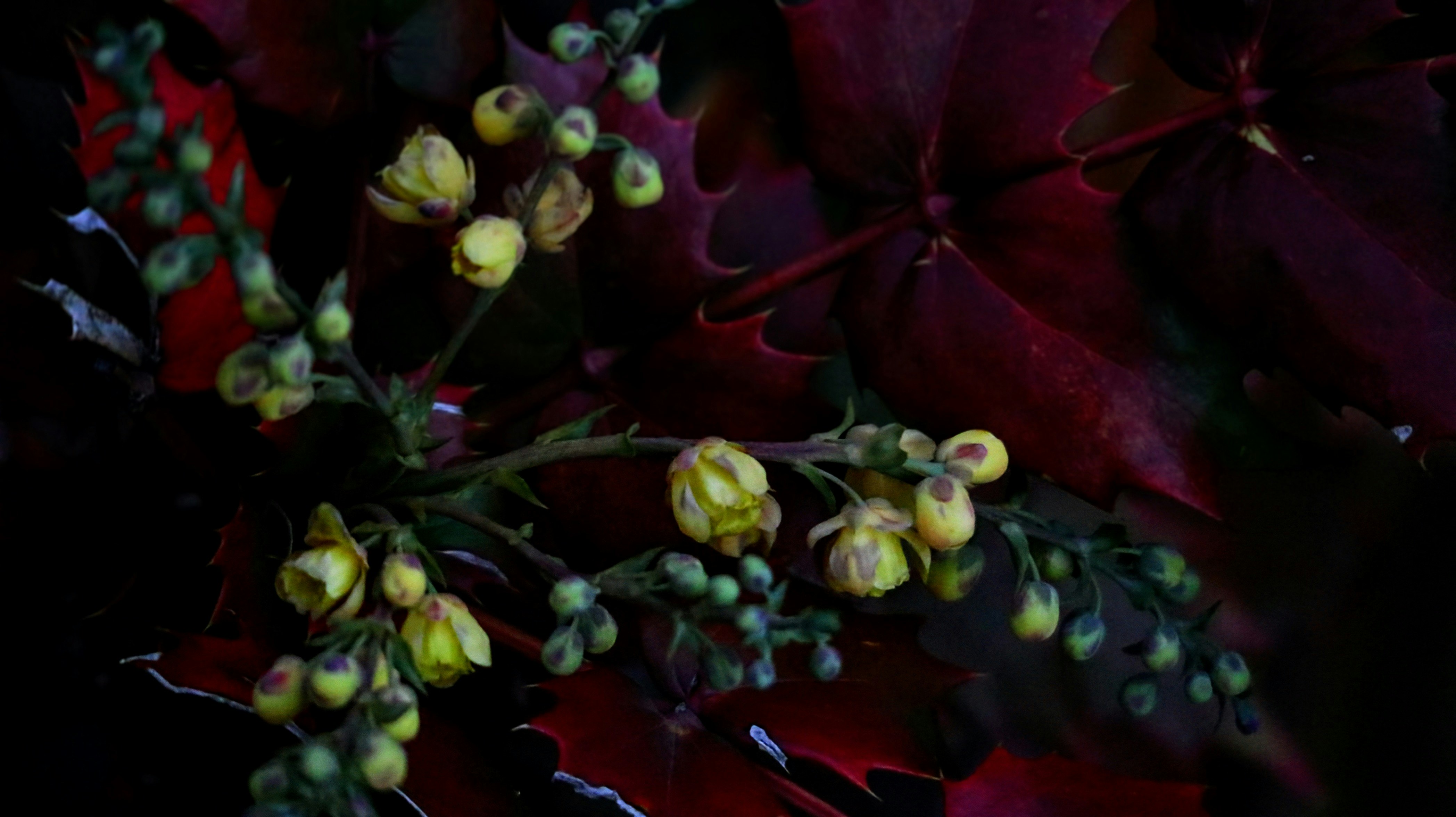 Primo piano di fiori neri e boccioli in un bouquet