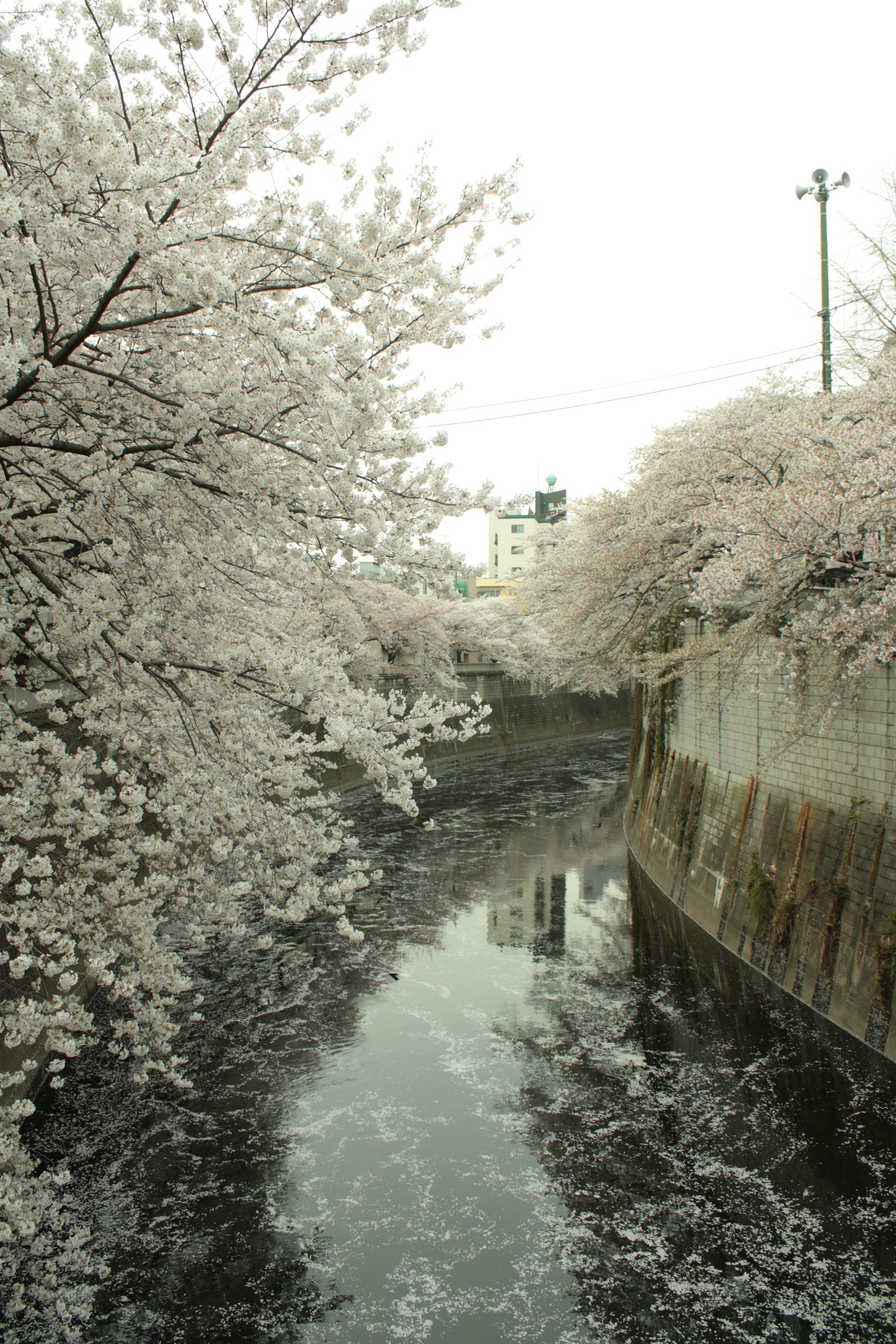 Vista escénica de árboles de cerezo a lo largo de un río