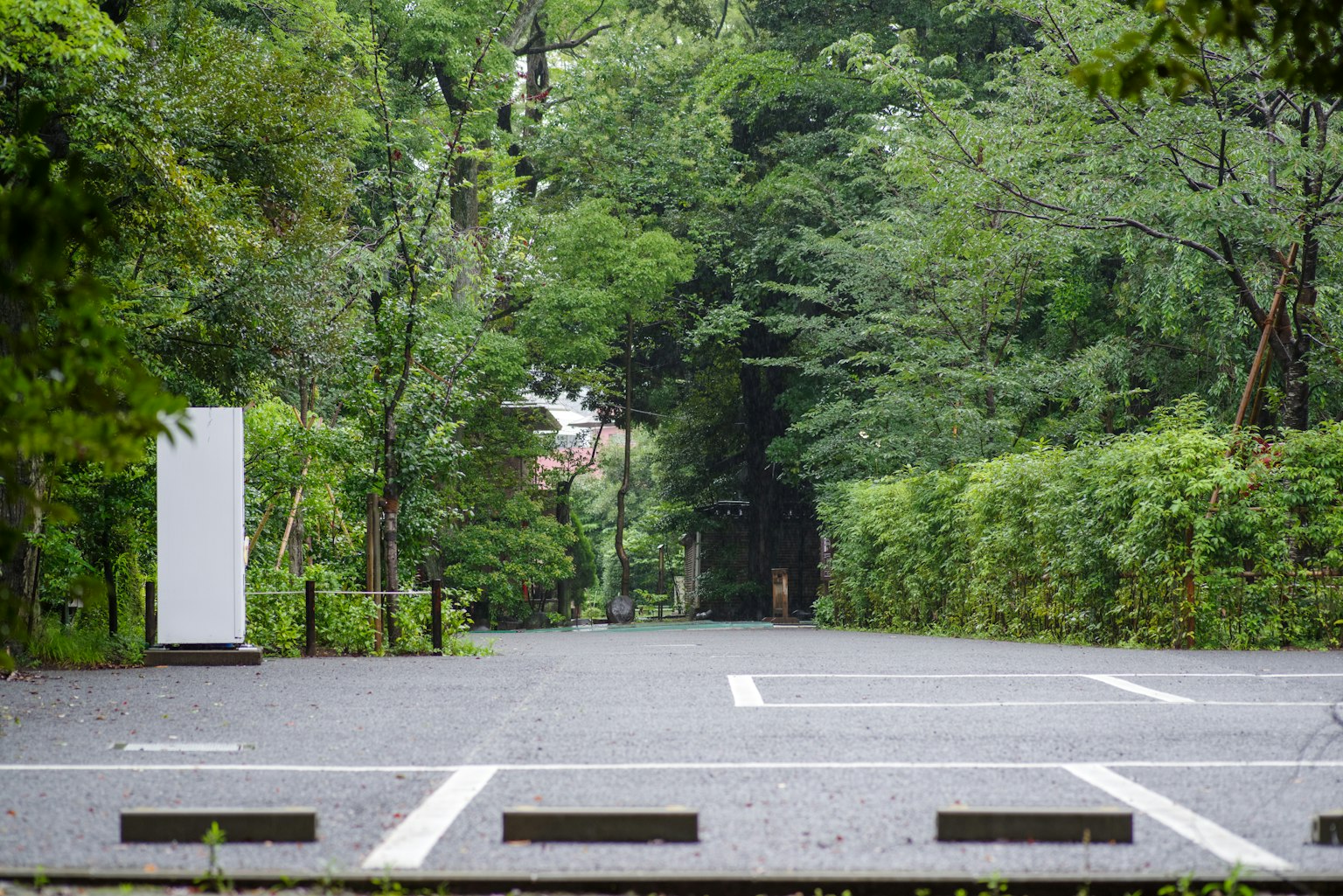 郁郁蔥蔥的森林中寧靜的道路場景有一個白色標誌和樹木