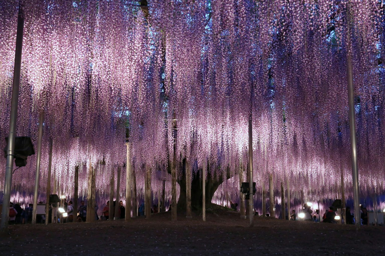 Uno spazio magico pieno di fiori di glicine viola che cadono e persone che passeggiano sotto