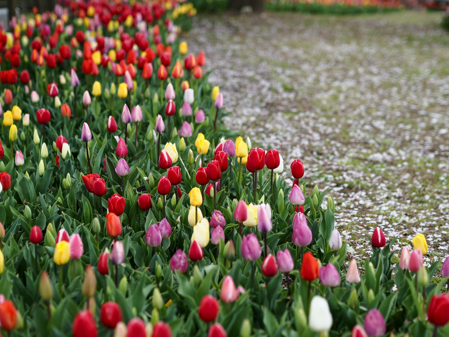 Tulipes colorées fleurissant dans un parterre à côté d'un chemin de gravier