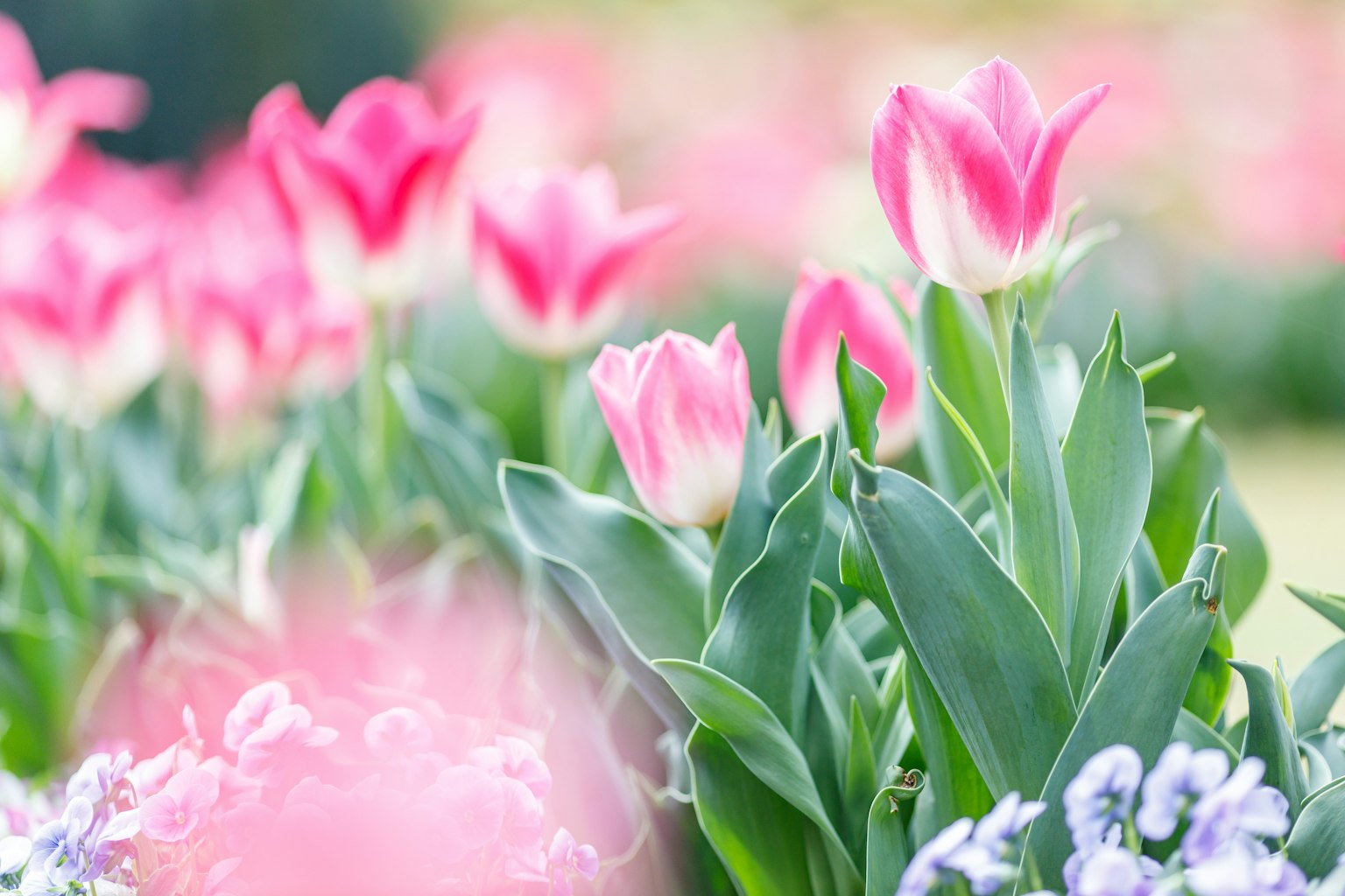 Cảnh vườn đẹp với những bông tulip hồng nở