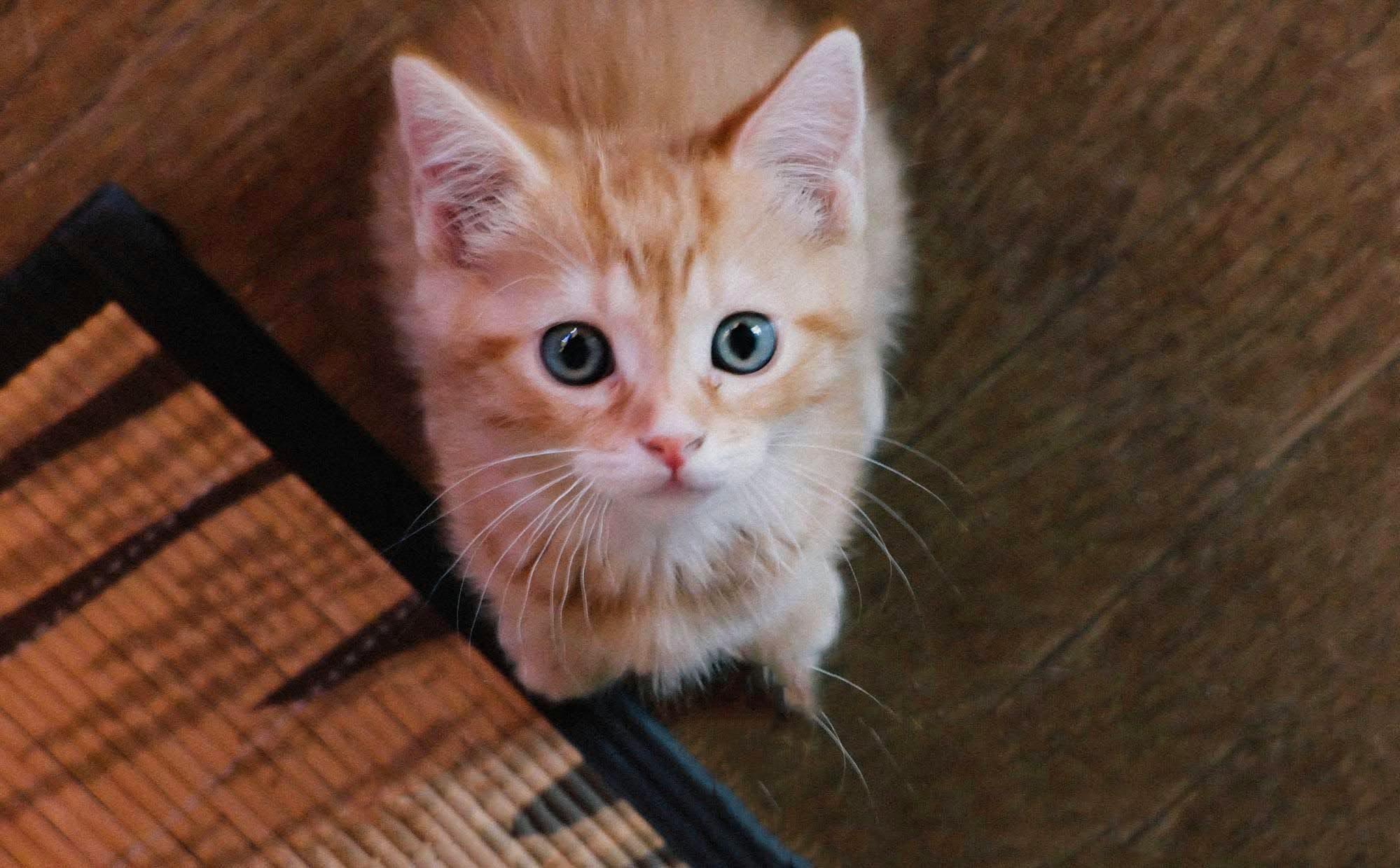 橘白小猫在地毯上抬头凝视