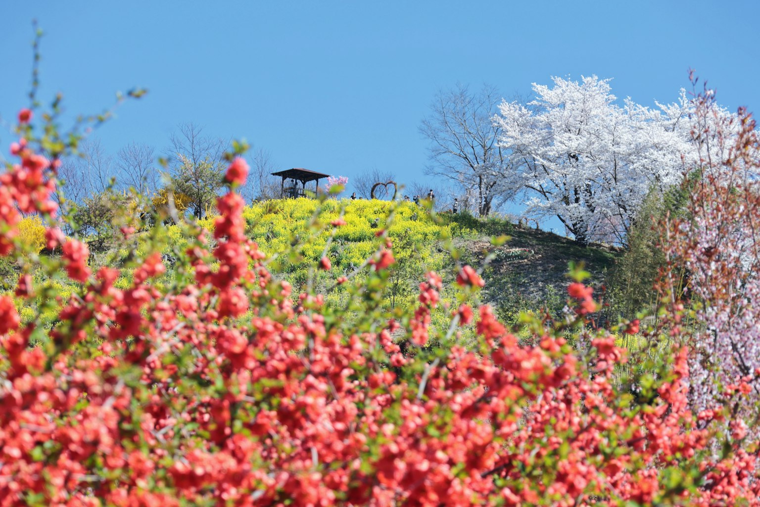 Plantes fleuries vibrantes sur une colline sous un ciel bleu avec des cerisiers en fleurs