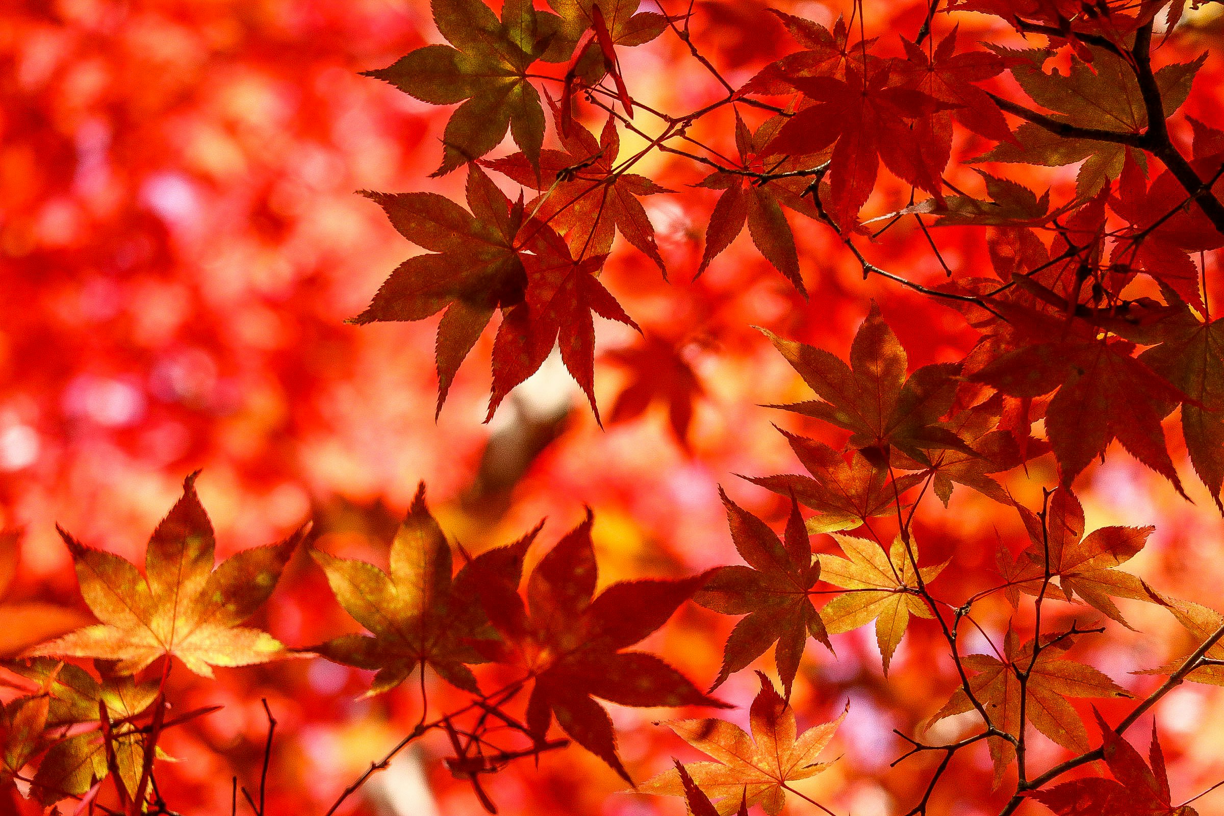 赤い紅葉の葉が枝に広がる秋の背景