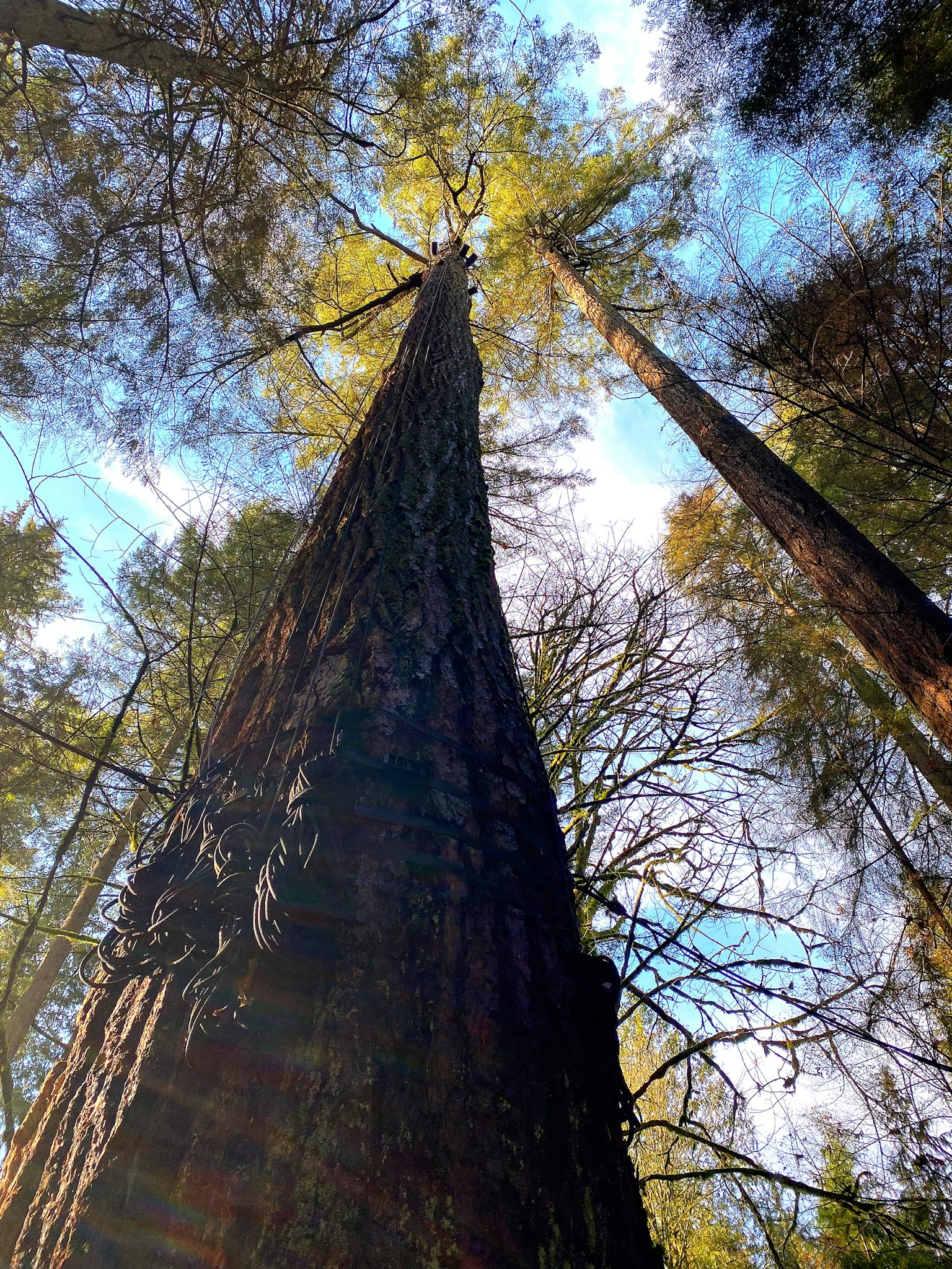 Una vista verso l'alto di alberi alti in una foresta