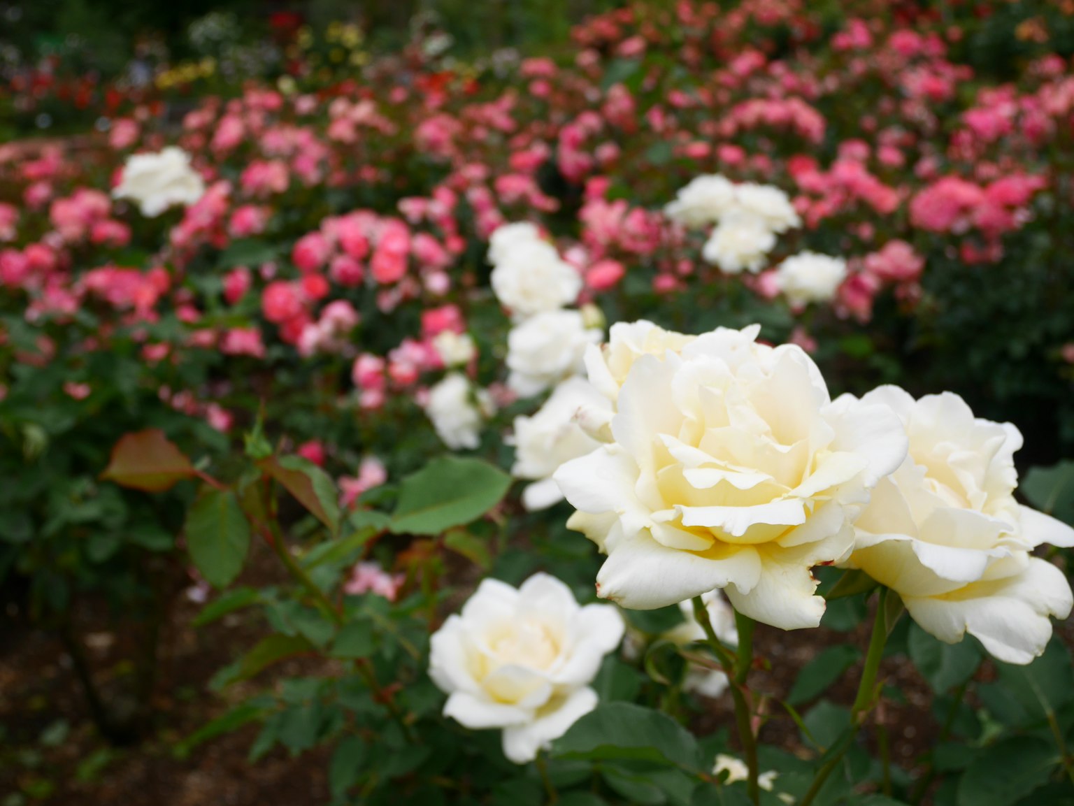 Eine Gartenszene mit blühenden weißen und rosa Rosen