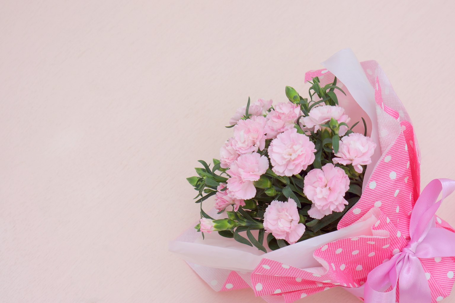 Strauß rosa Nelken in gepunktetem Papier auf hellem Hintergrund