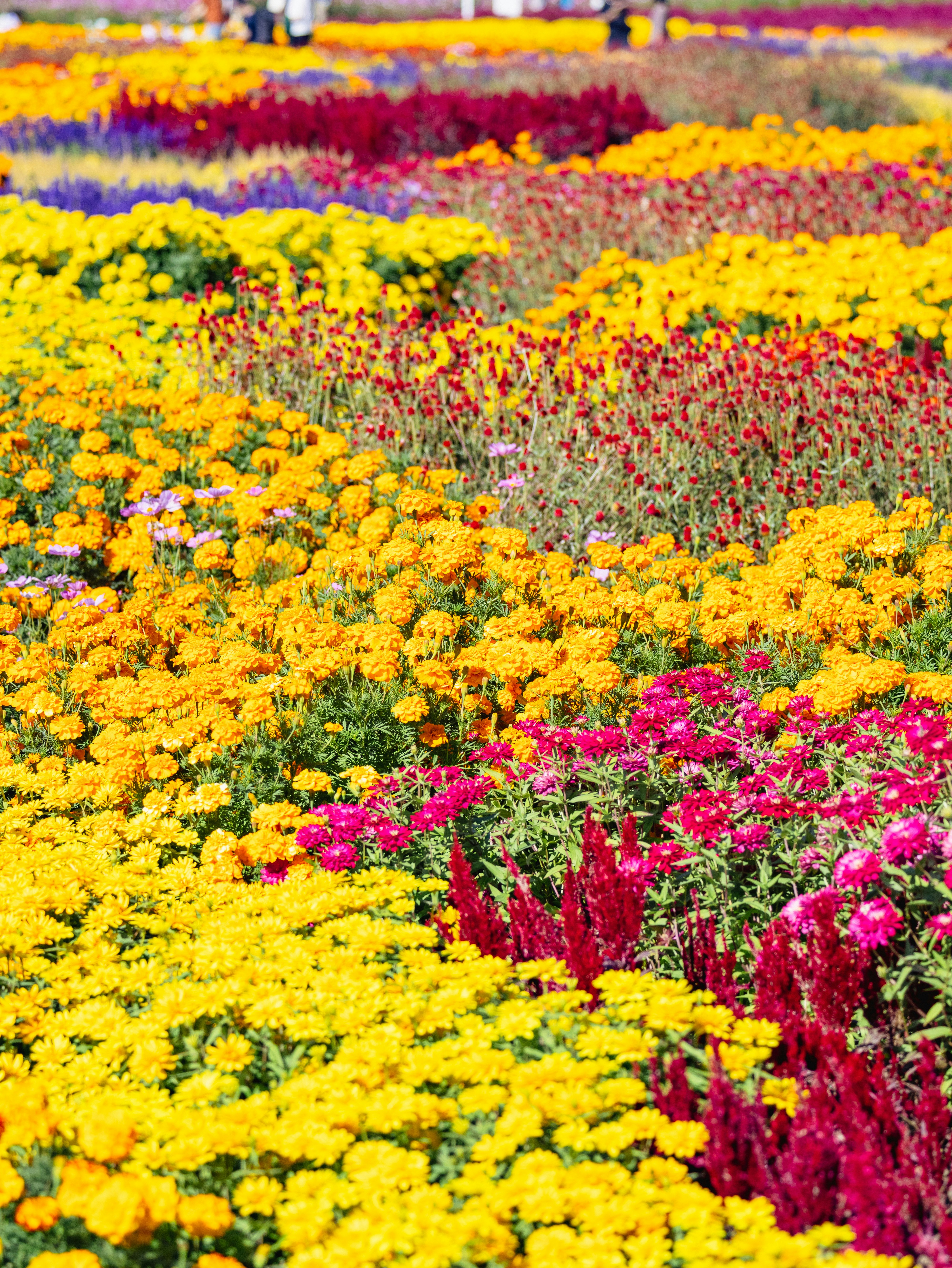 色とりどりの花畑の花のじゅうたん