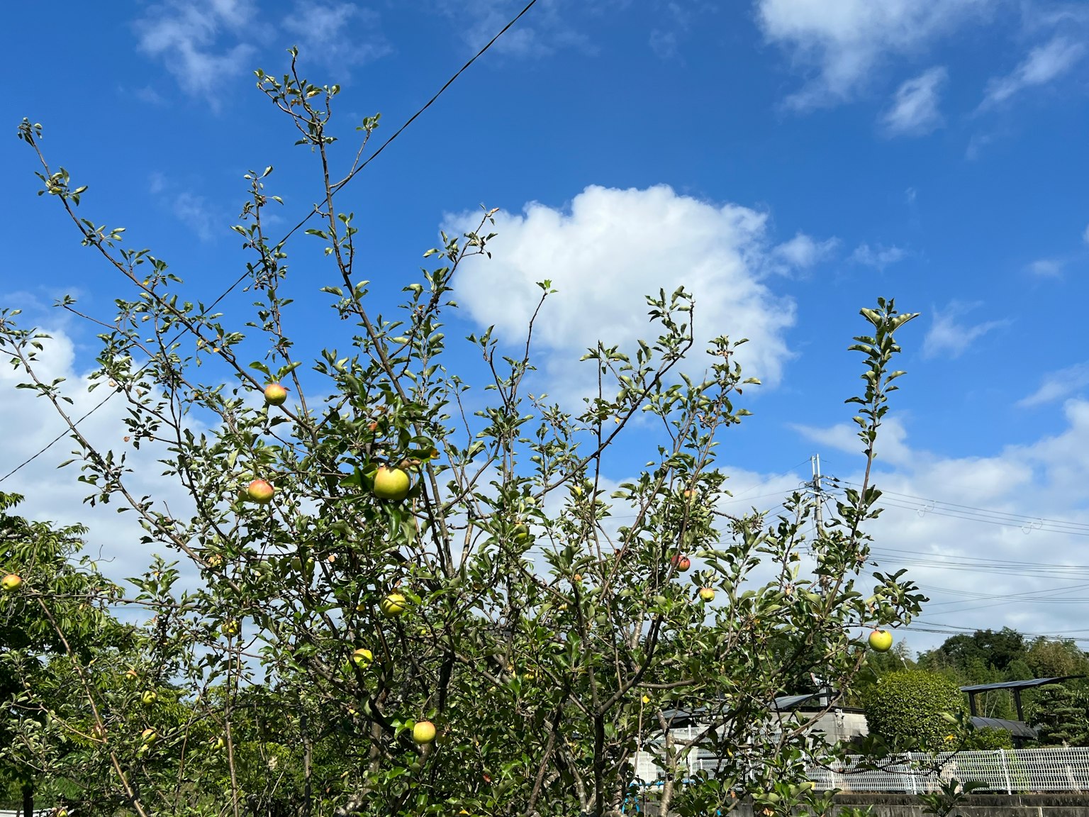 Albero da frutto con mele gialle sotto un cielo blu