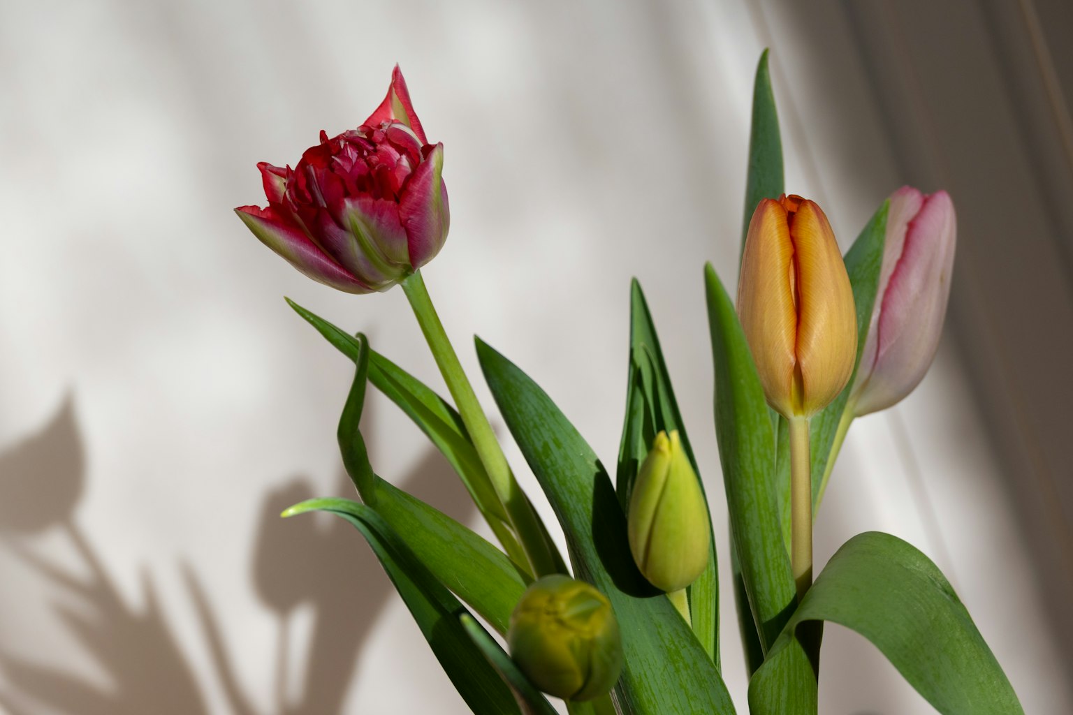 Hoa tulip nhiều màu sắc trong bình với hình dạng và bóng đổ đặc biệt