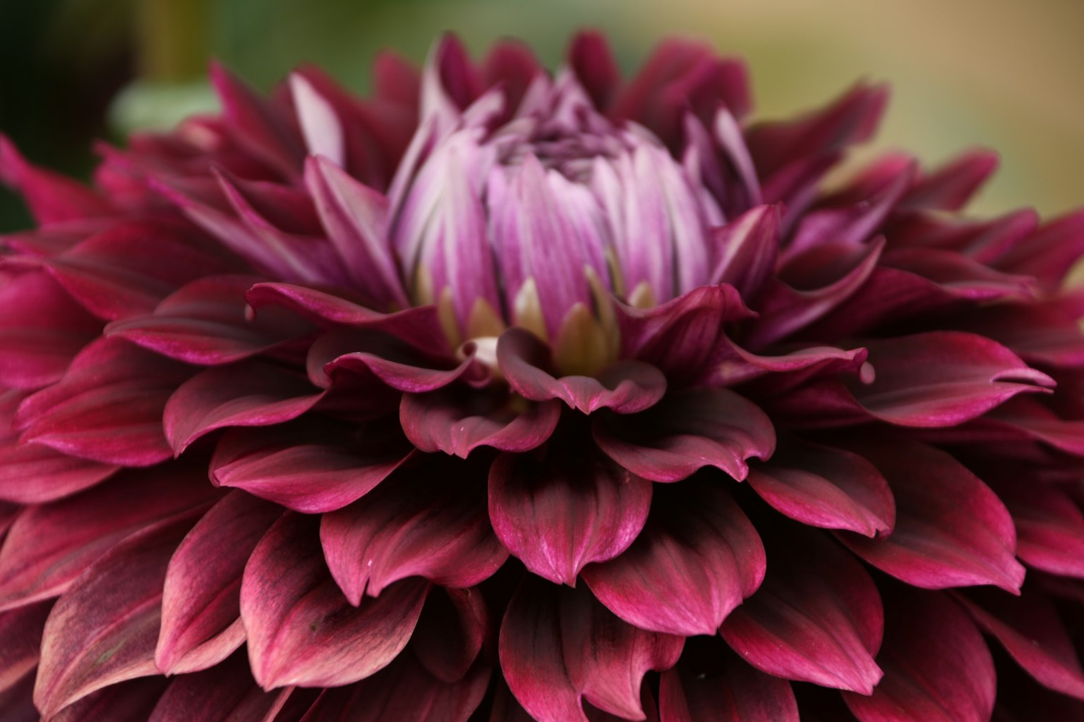 Bella grande fiore di dalia con petali viola sovrapposti