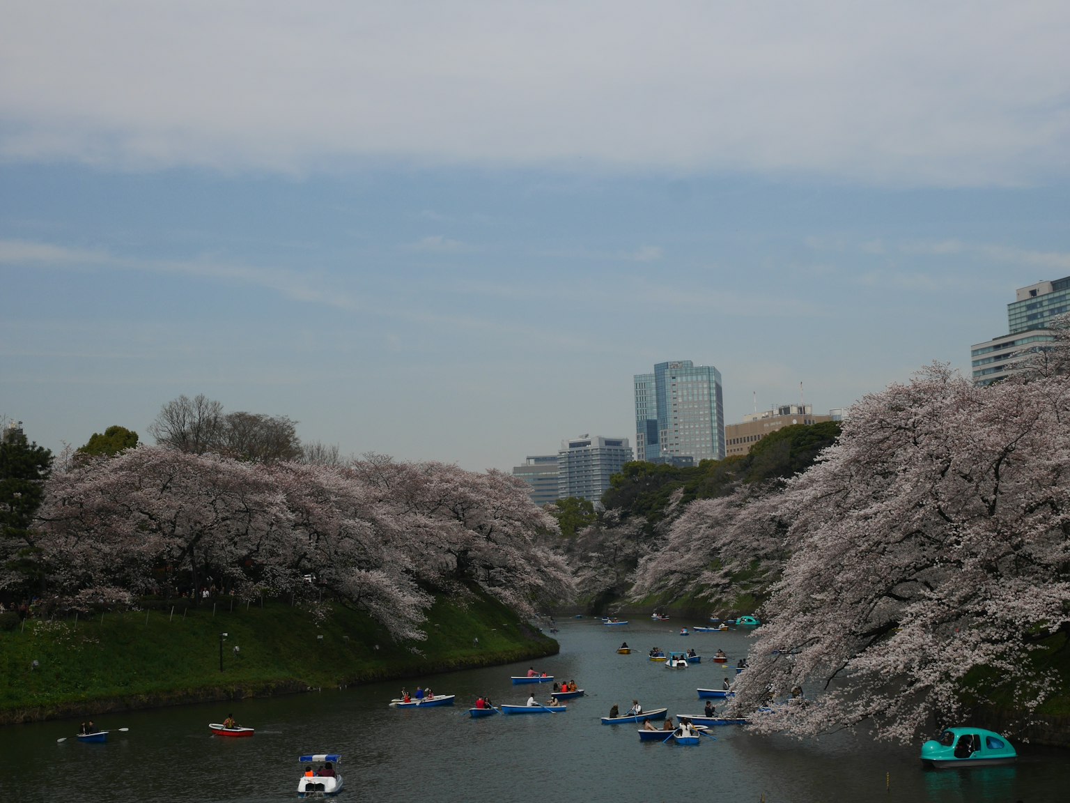 Scenic view of cherry blossom trees along a river with boats and urban backdrop