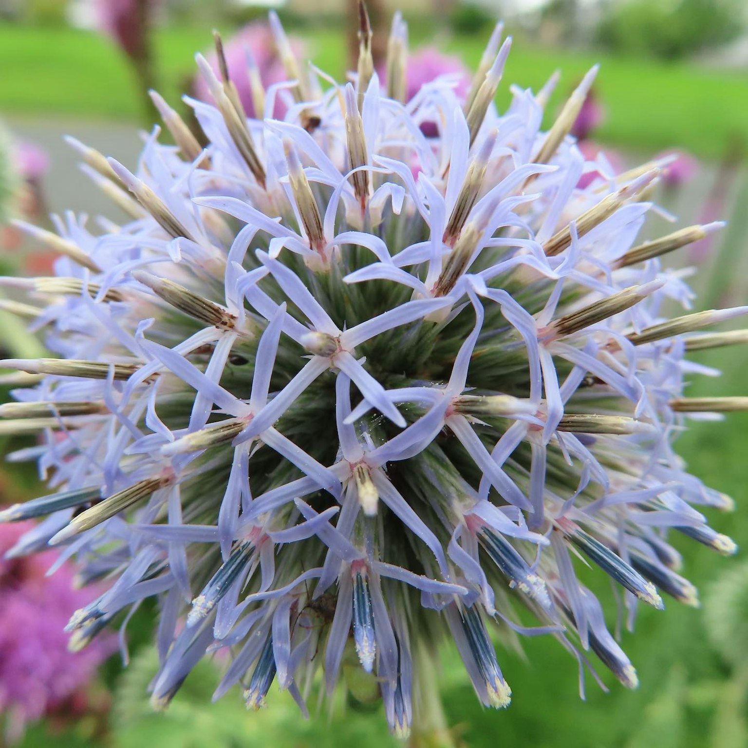 Close-up of a spherical plant with lavender flowers