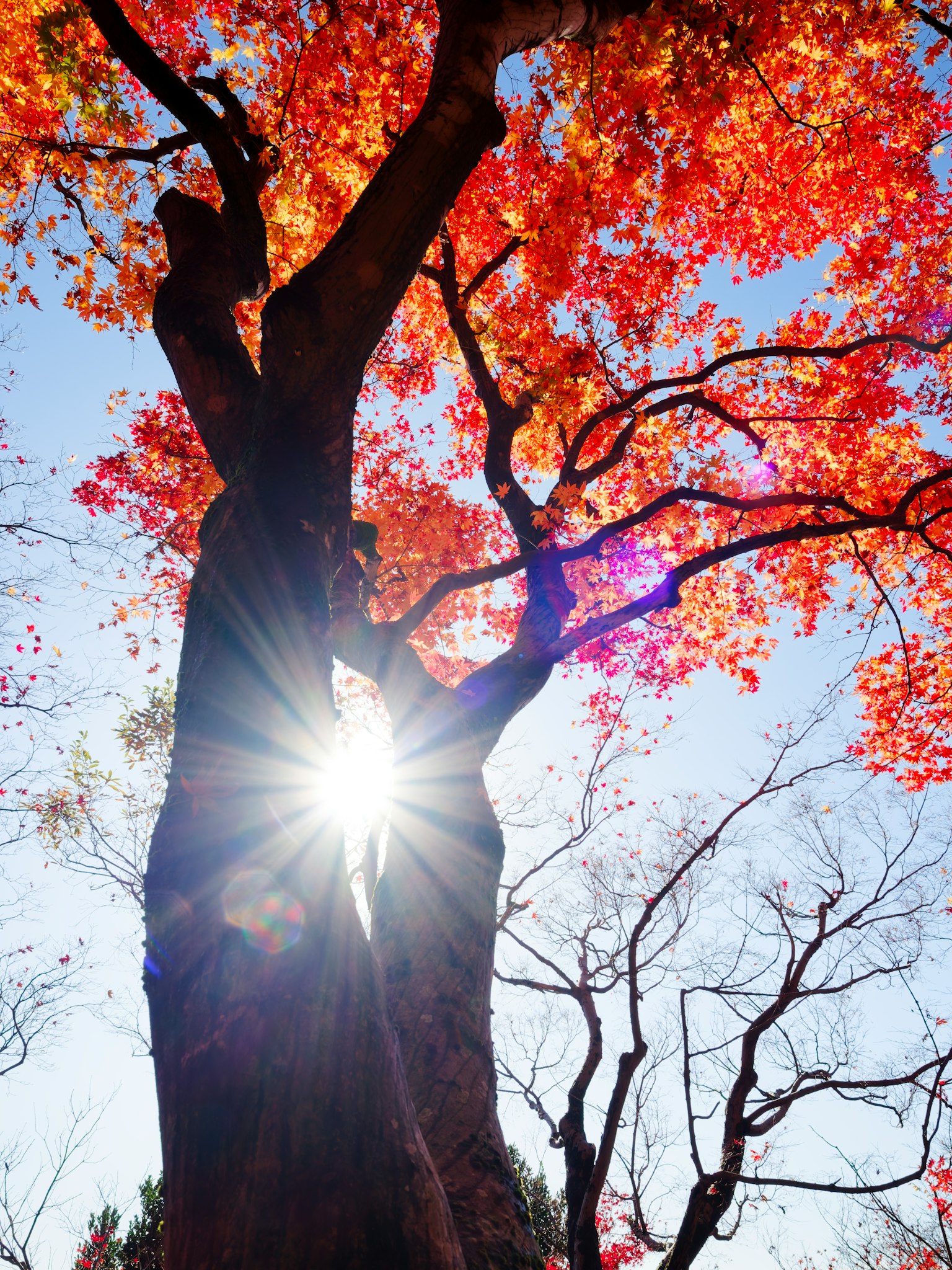 秋の紅葉が美しい木と太陽の光