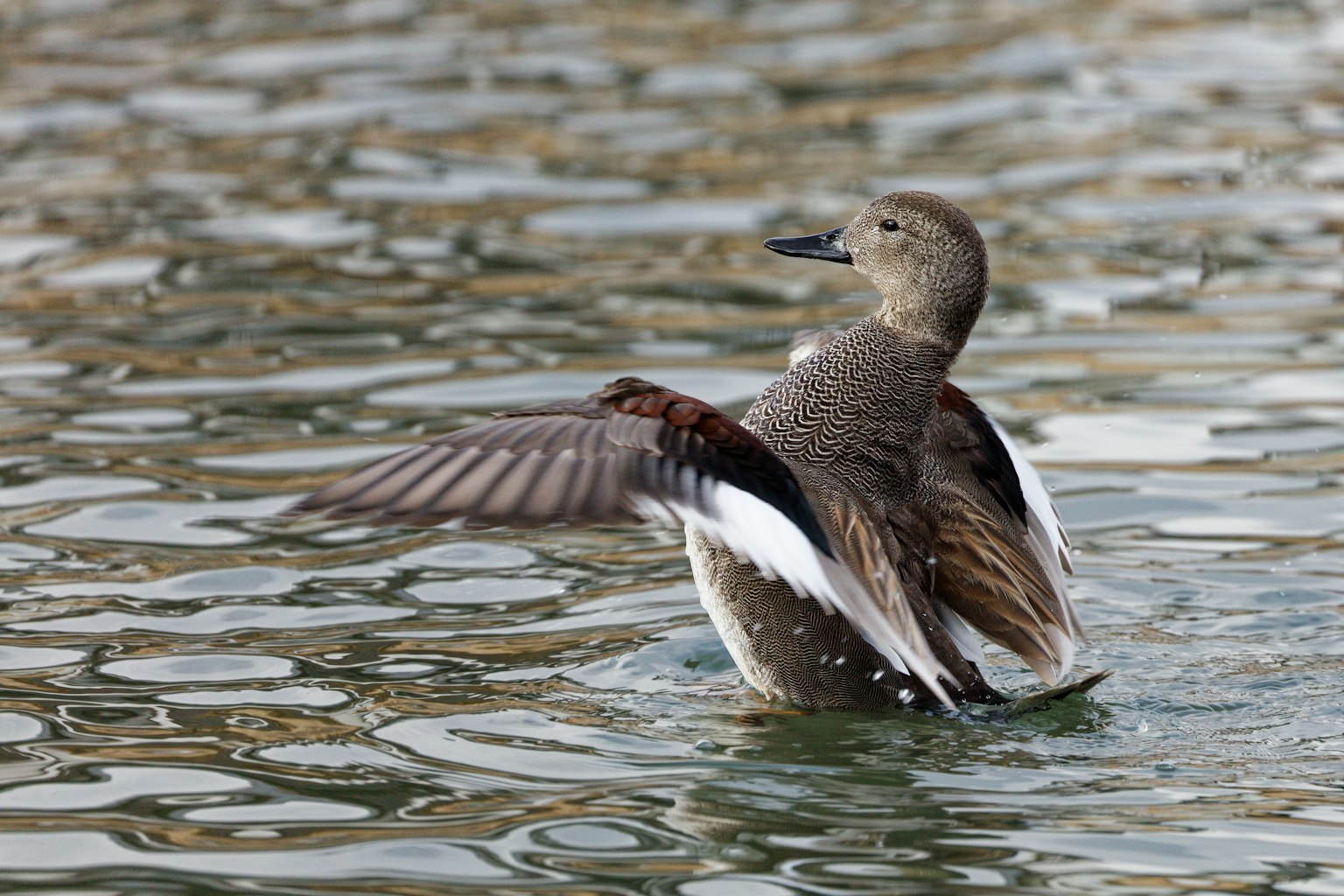 Une femelle canard étendant ses ailes à la surface de l'eau