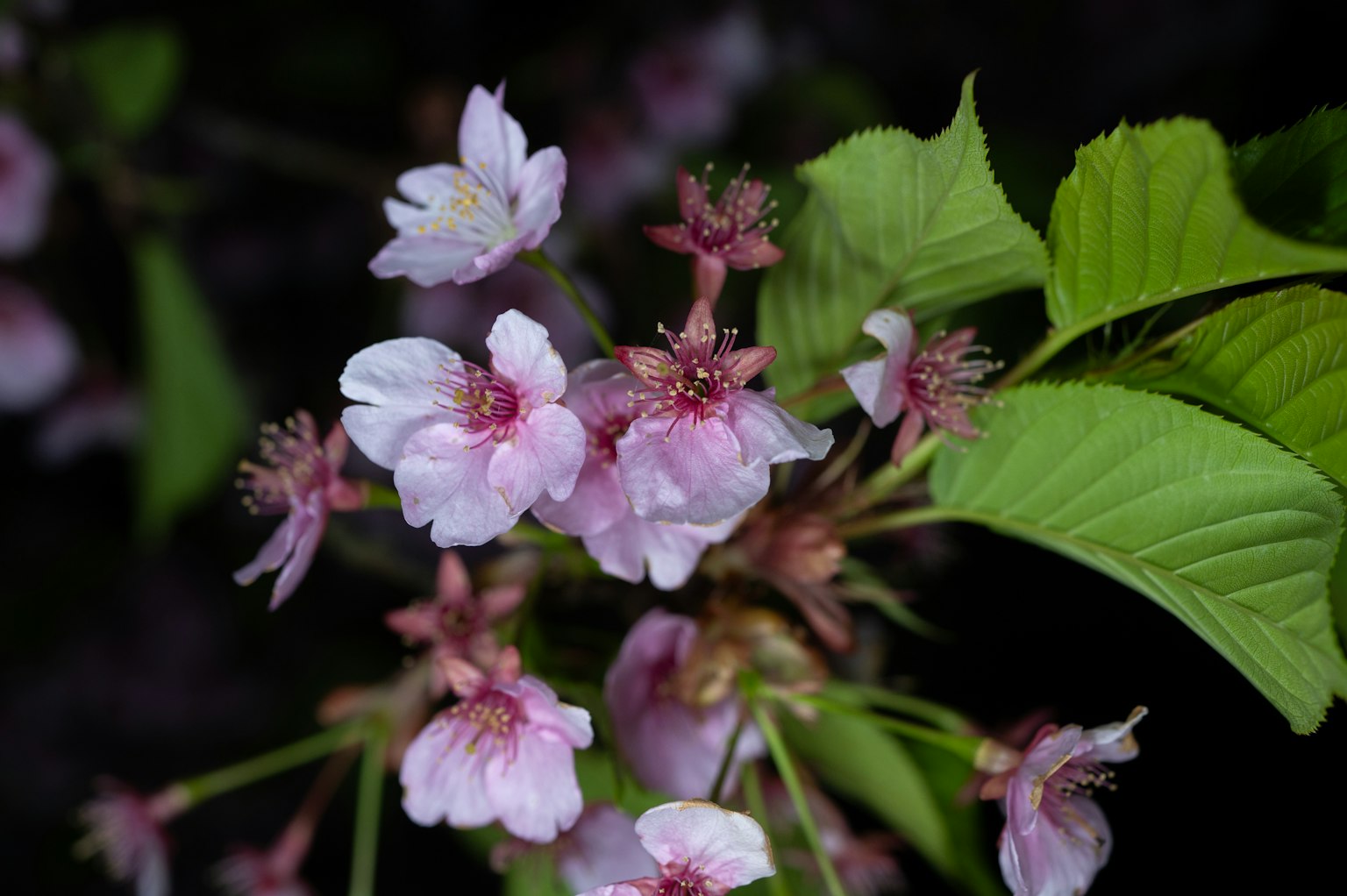Primer plano de una rama de cerezo con flores rosas y hojas verdes