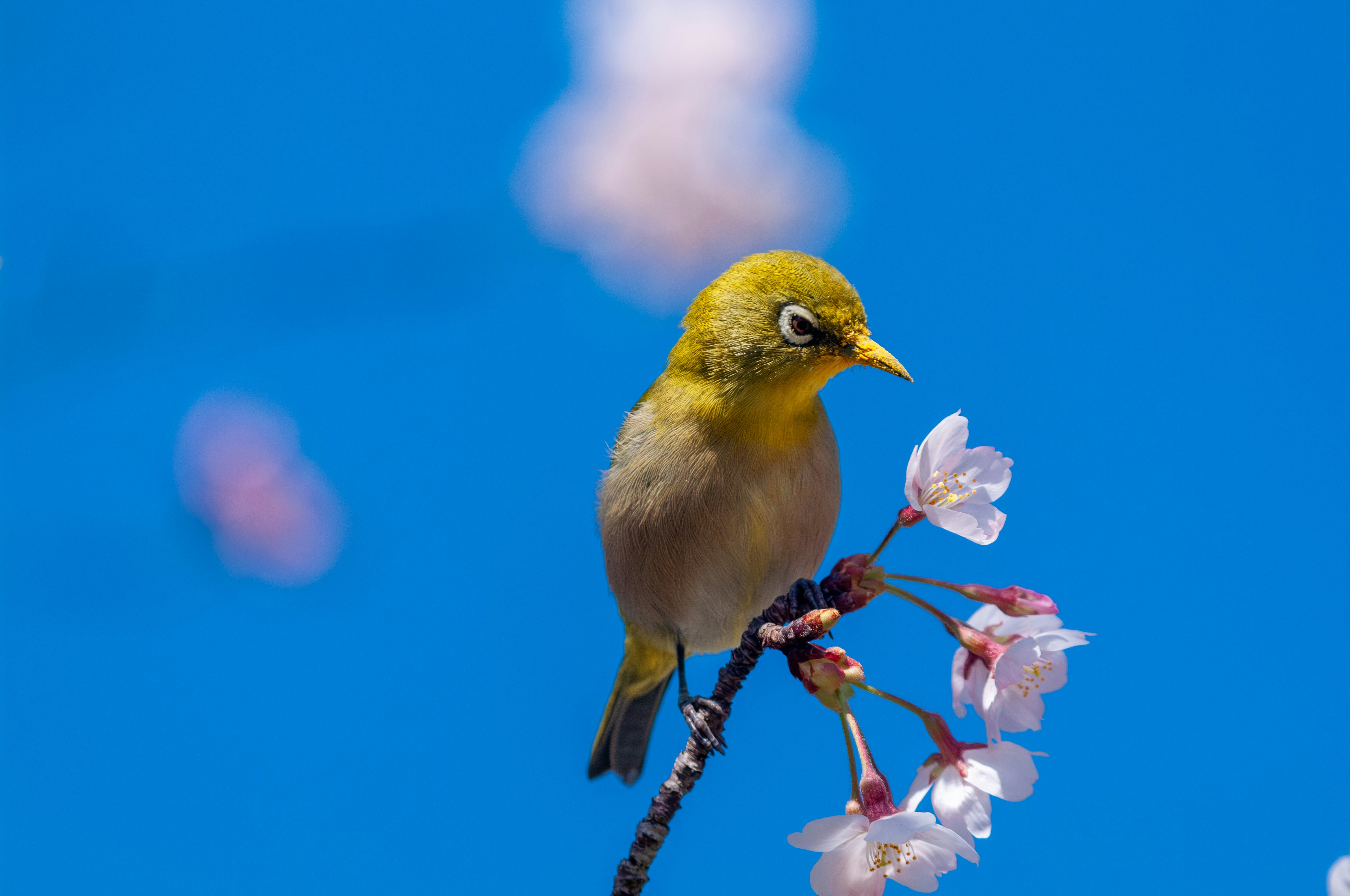 piccolo uccello posato su fiori contro un cielo blu
