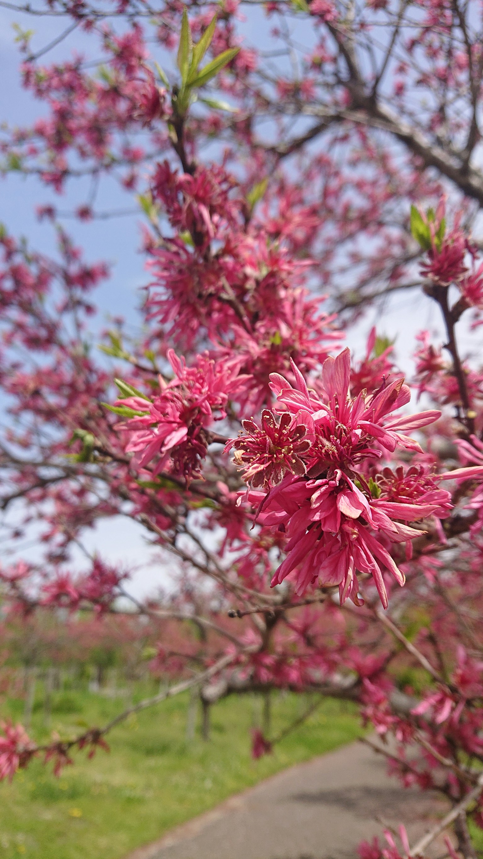 Primo piano di un ramo di albero in fiore con fiori rosa vivaci e foglie verdi