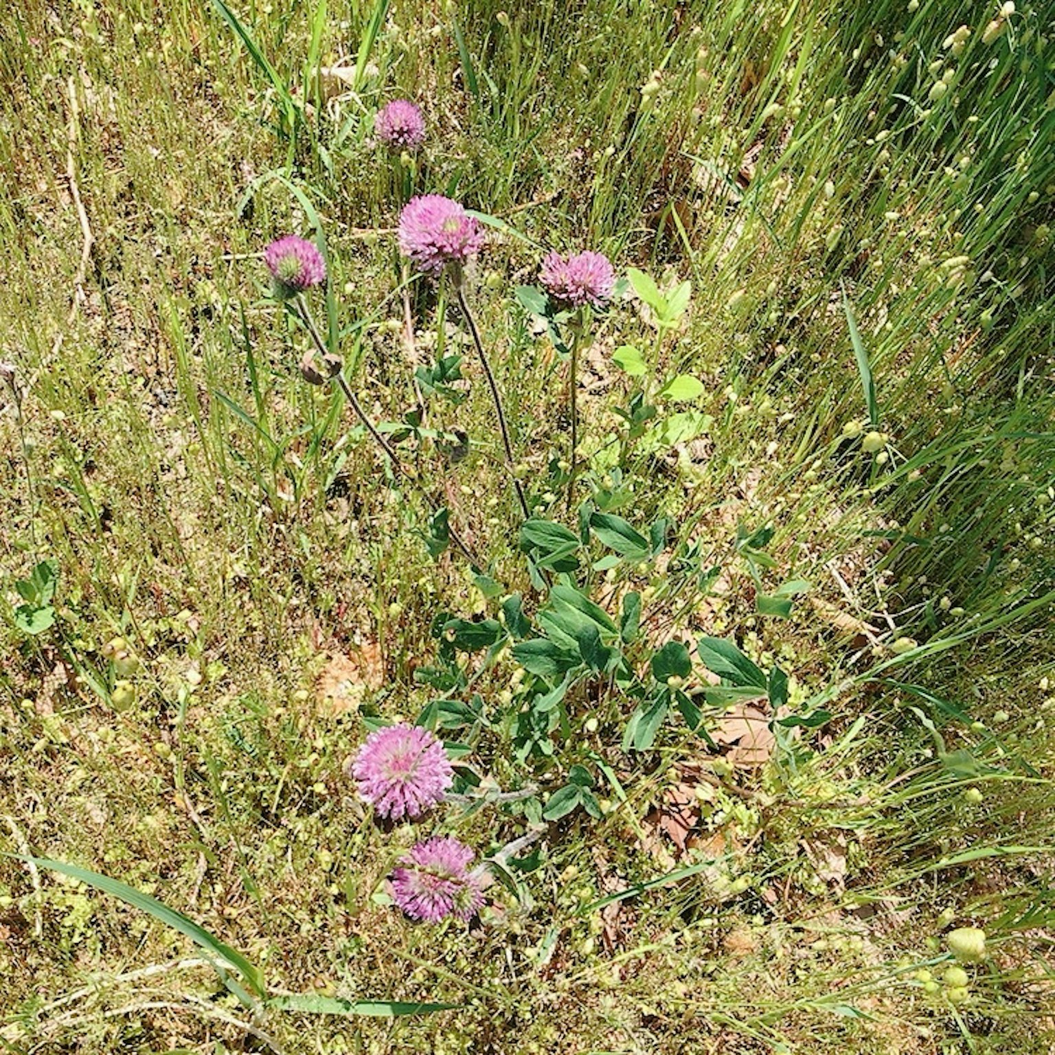 Purple flowers blooming in a green grassy area