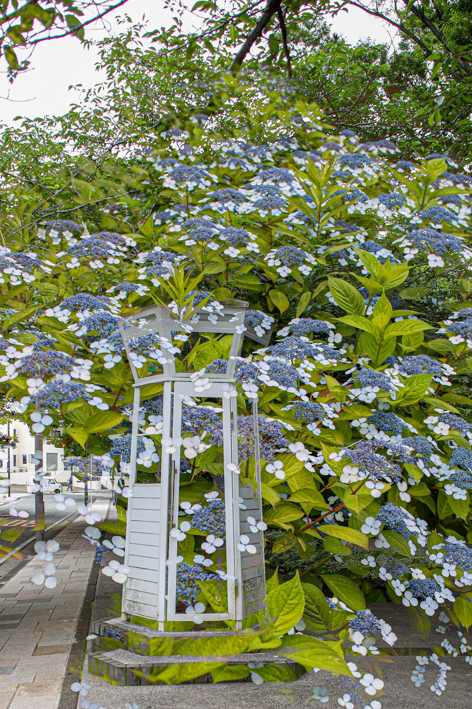 Un paysage avec des plantes à fleurs bleues et une structure blanche