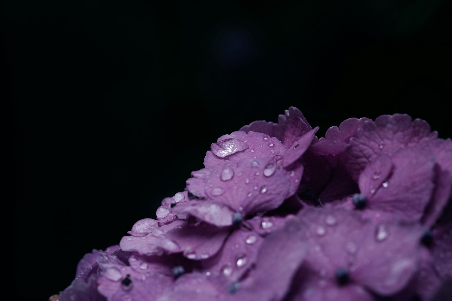 Close-up of purple flower petals with water droplets against a dark background