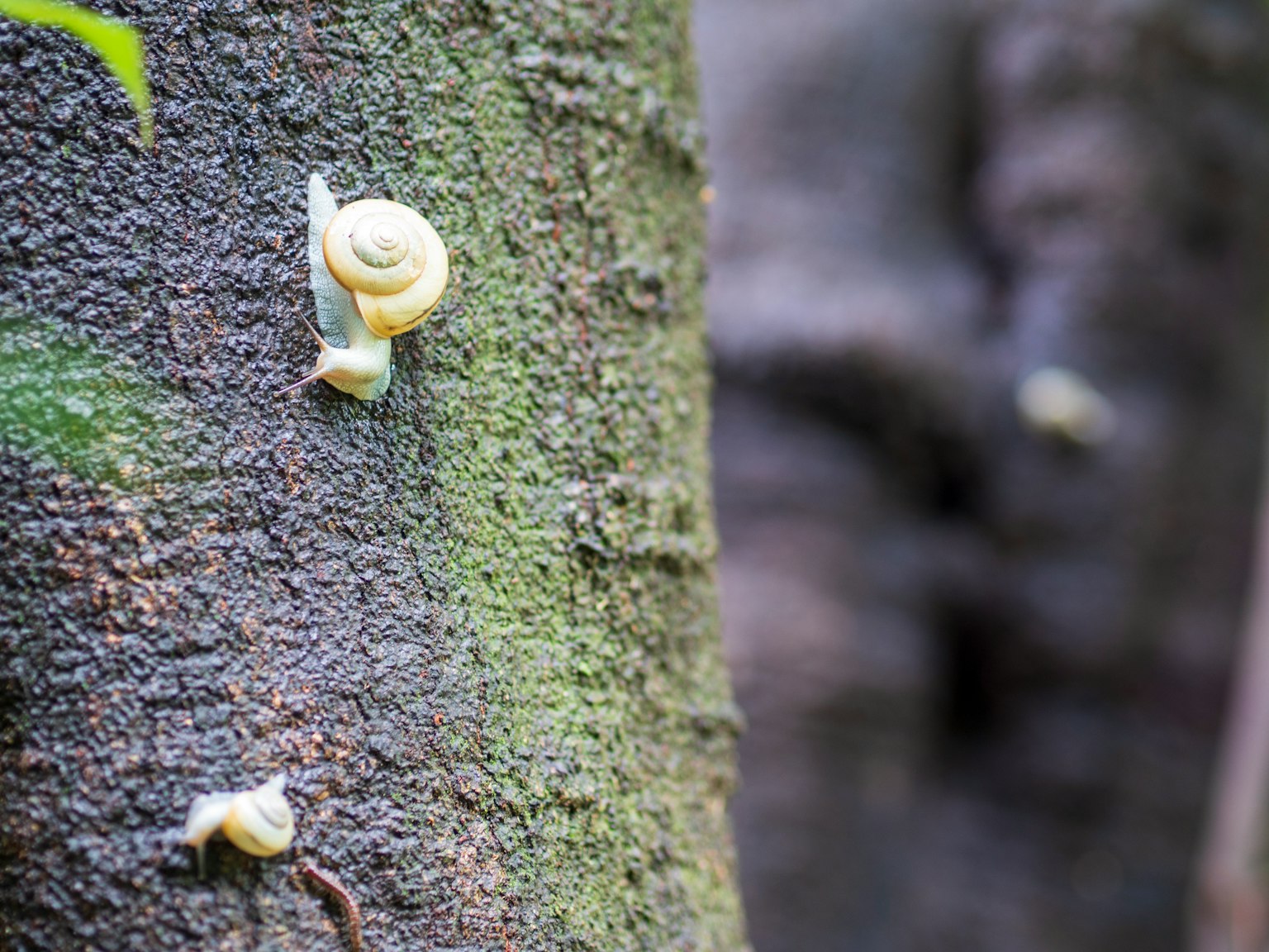 Grupo de caracoles blancos en un tronco de árbol