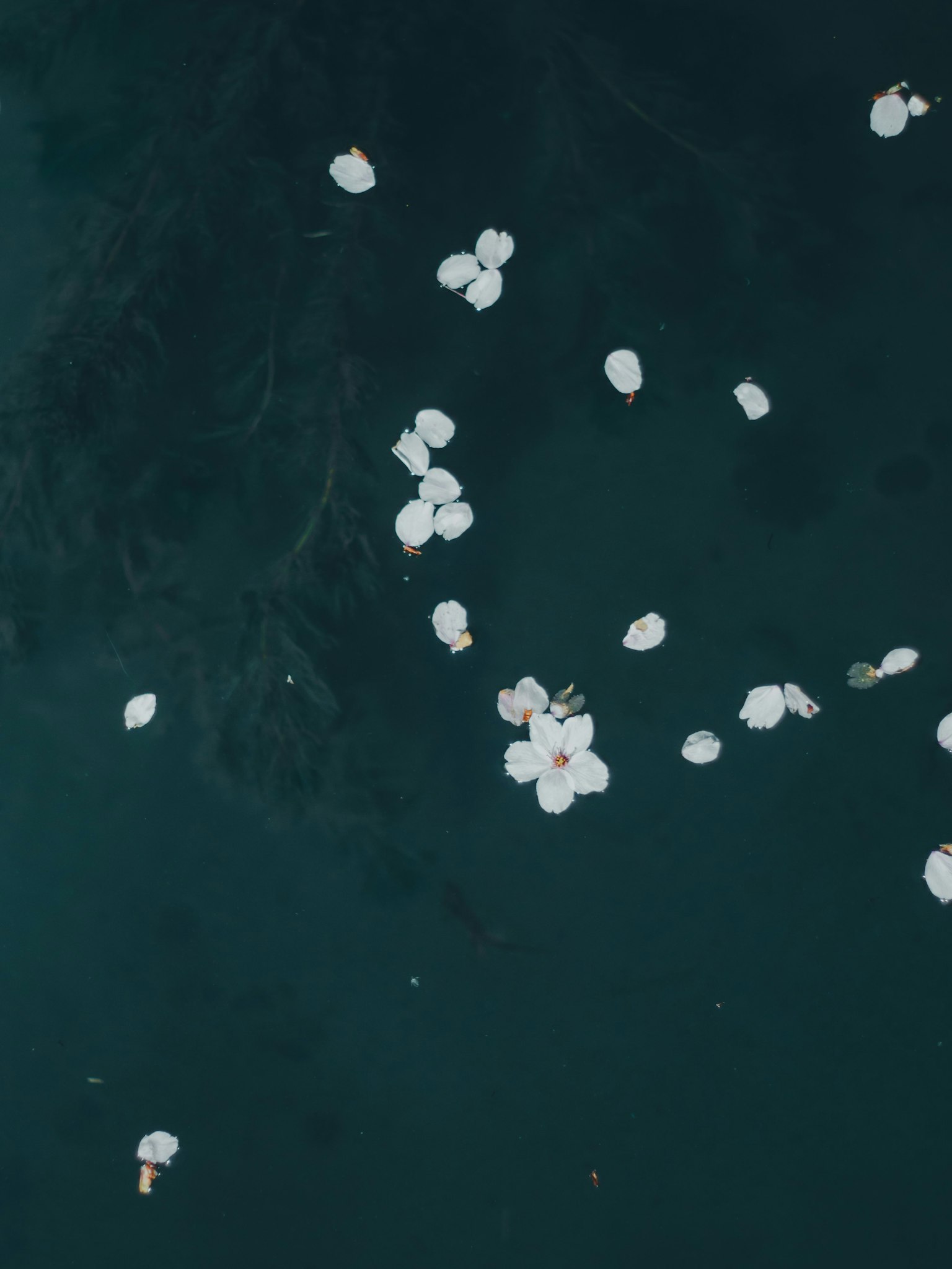 Pétalos de flores blancas flotando en una superficie de agua oscura