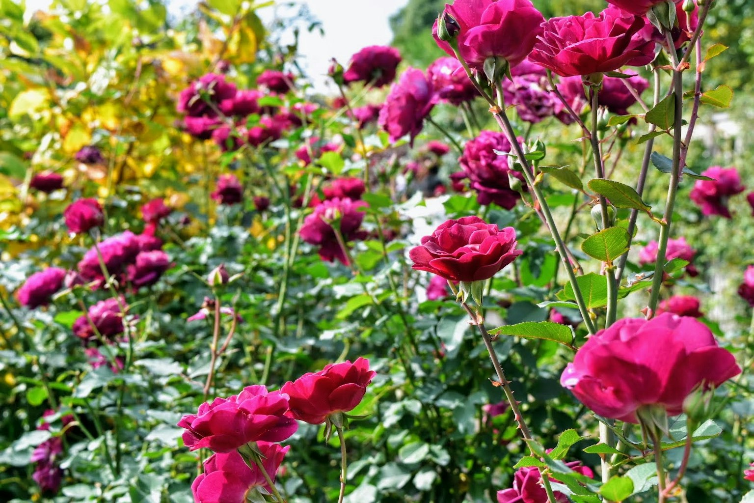 Mawar pink yang cerah mekar di taman