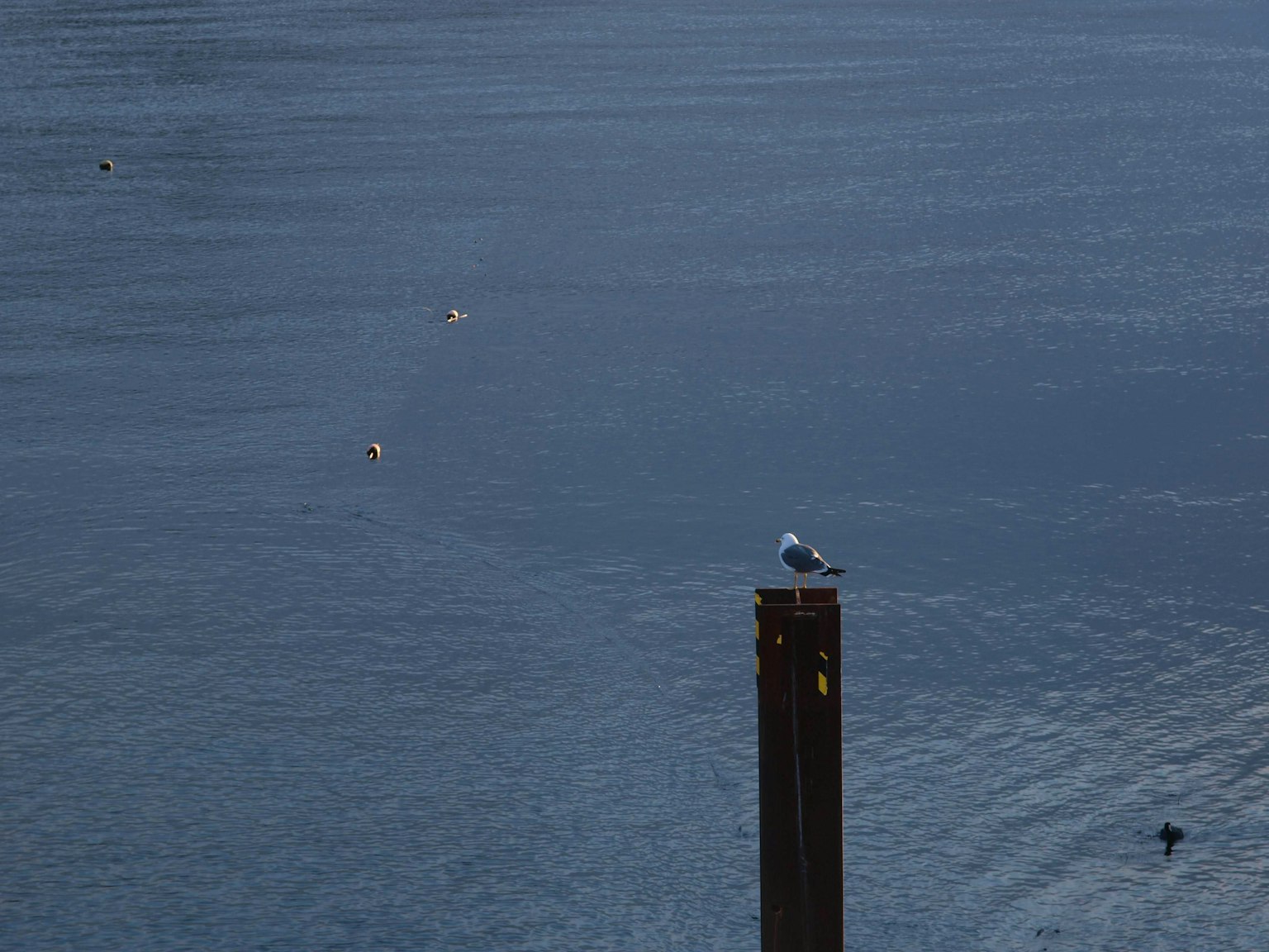 Eine Möwe sitzt auf einem Holzpfahl über ruhigem Wasser