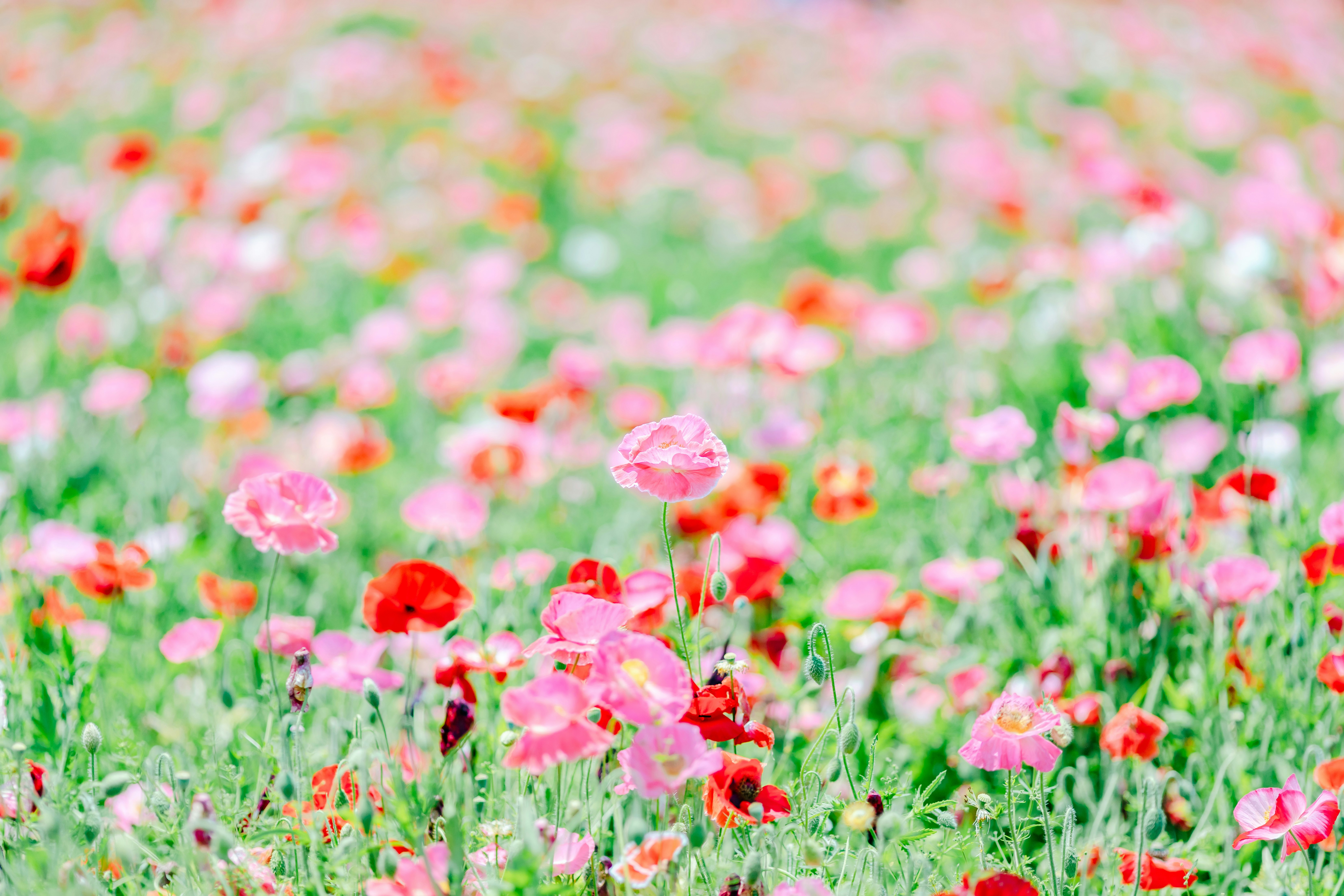 ピンクのポピーが咲き乱れる花畑の風景