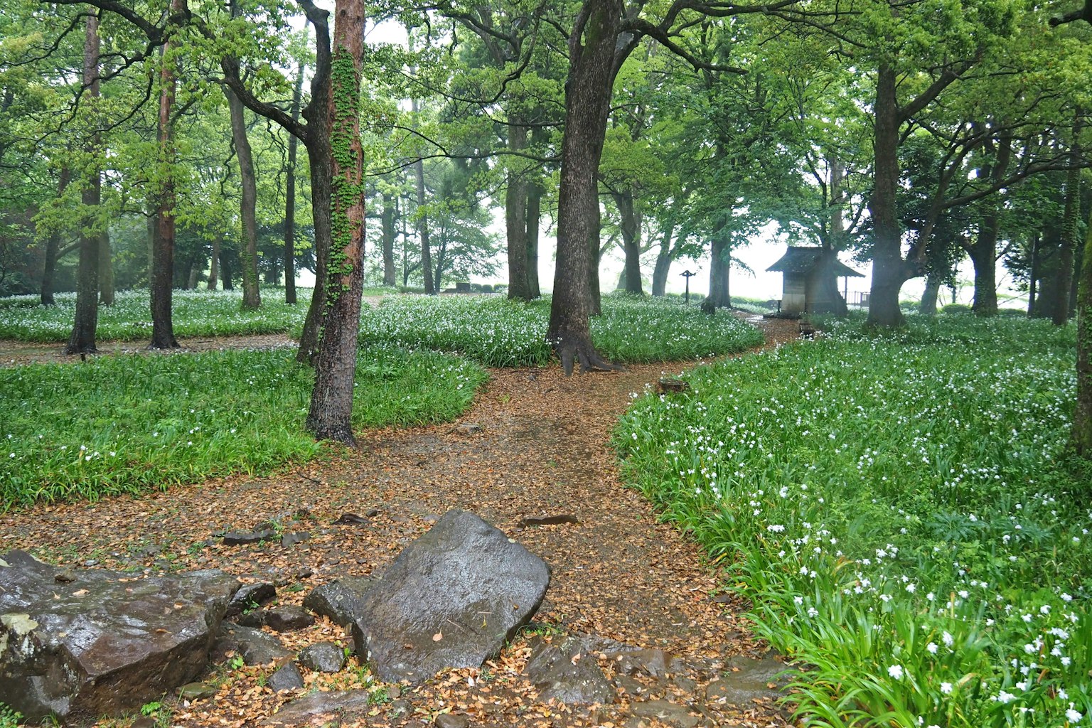 Sendero forestal exuberante con plantas florecientes y árboles