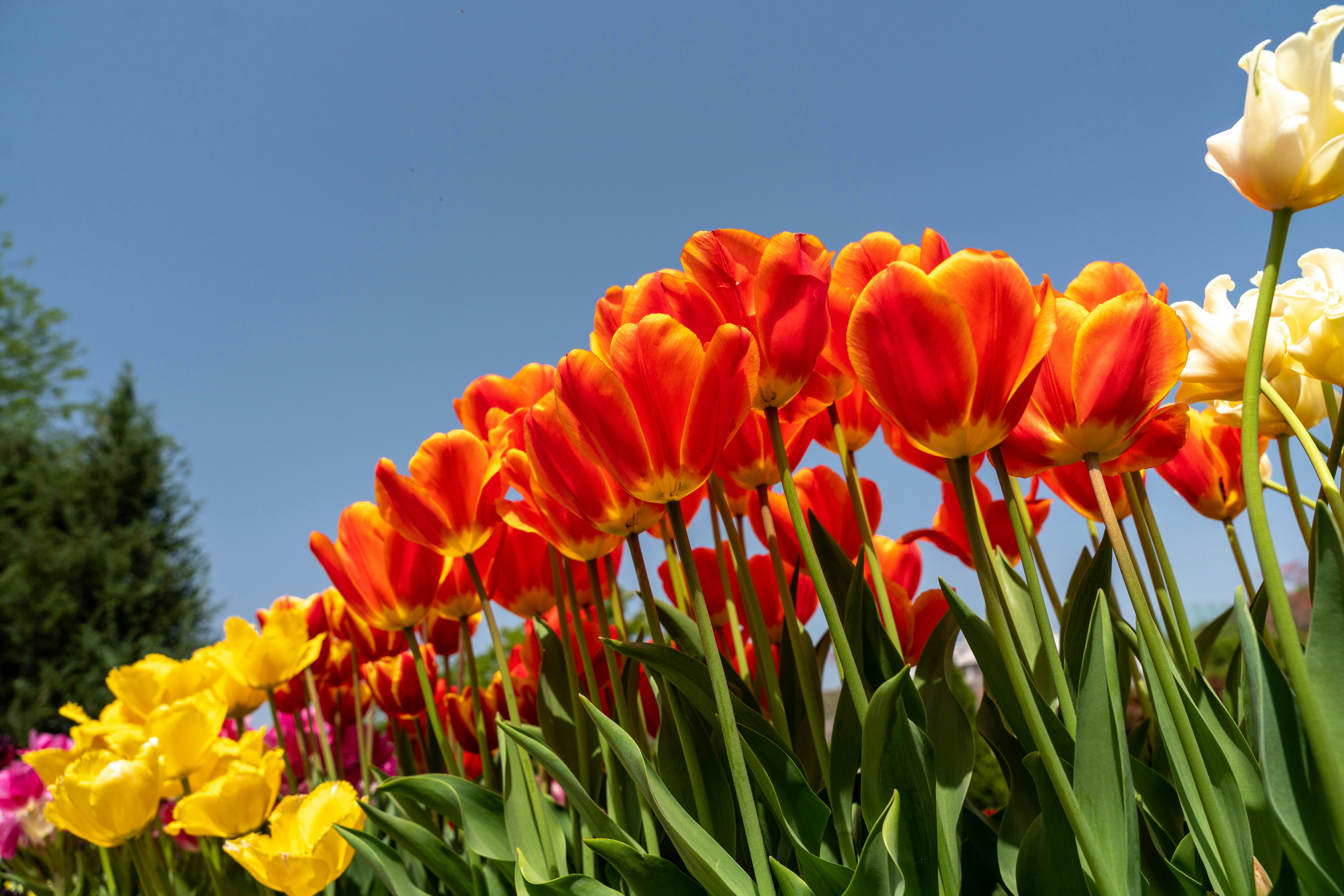 Rote und gelbe Tulpen blühen in einem Blumenbeet unter blauem Himmel